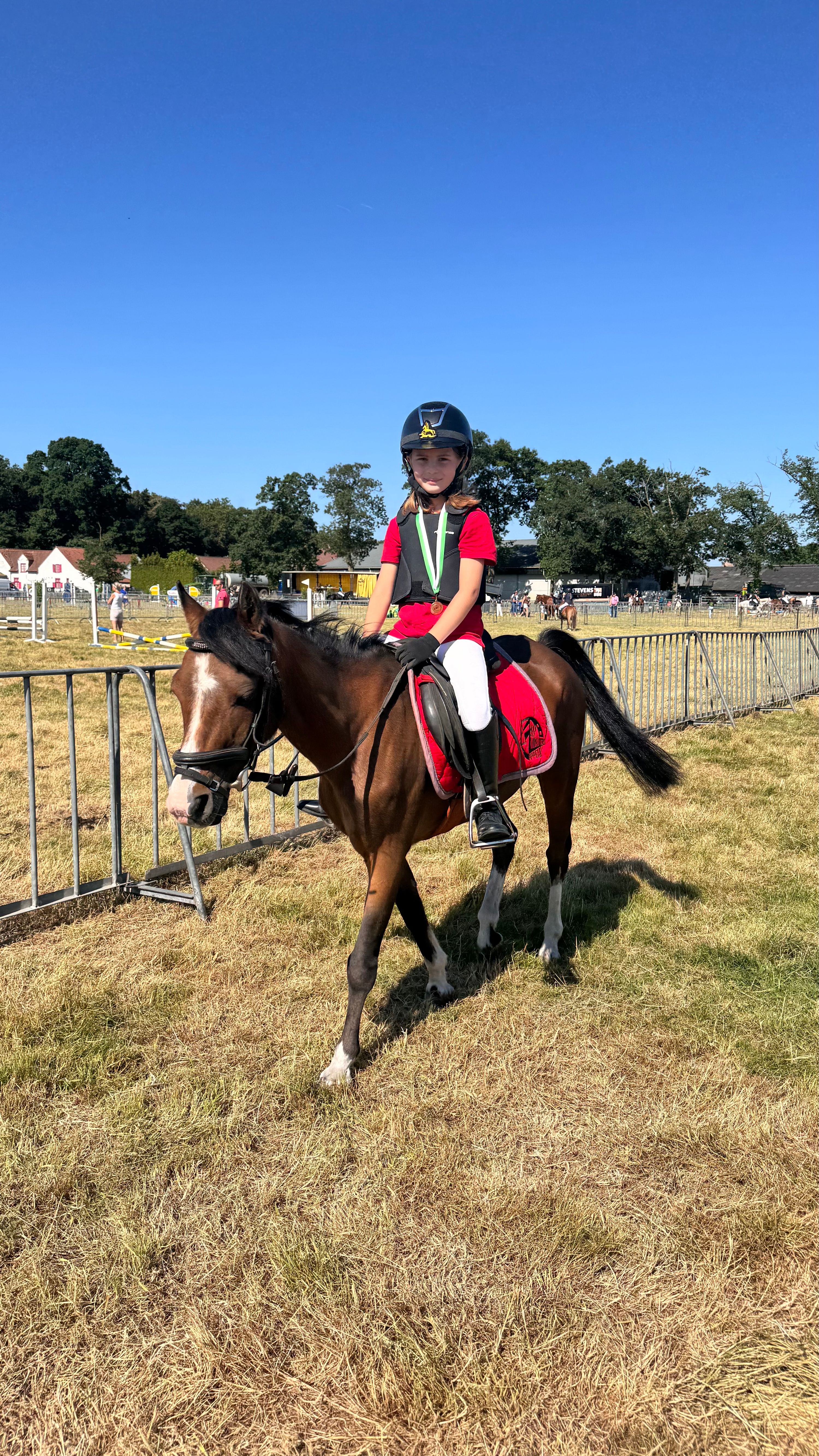bwp allround-pony ruin 23 jaar bruin te koop - Foto 6