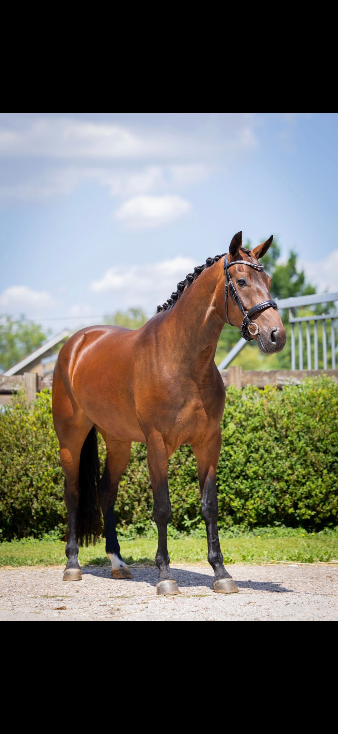 kwpn allrounder merrie 3 år bruin till salu - Foto 2