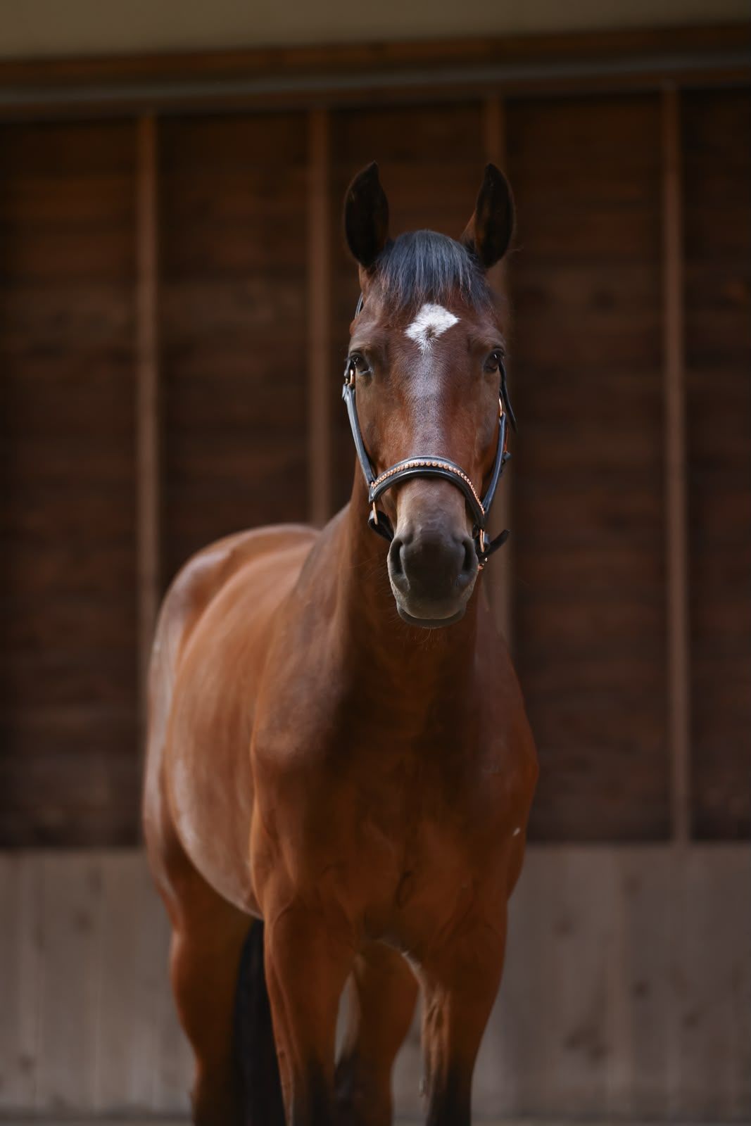 Imposing gelding with quality, character, and great potential