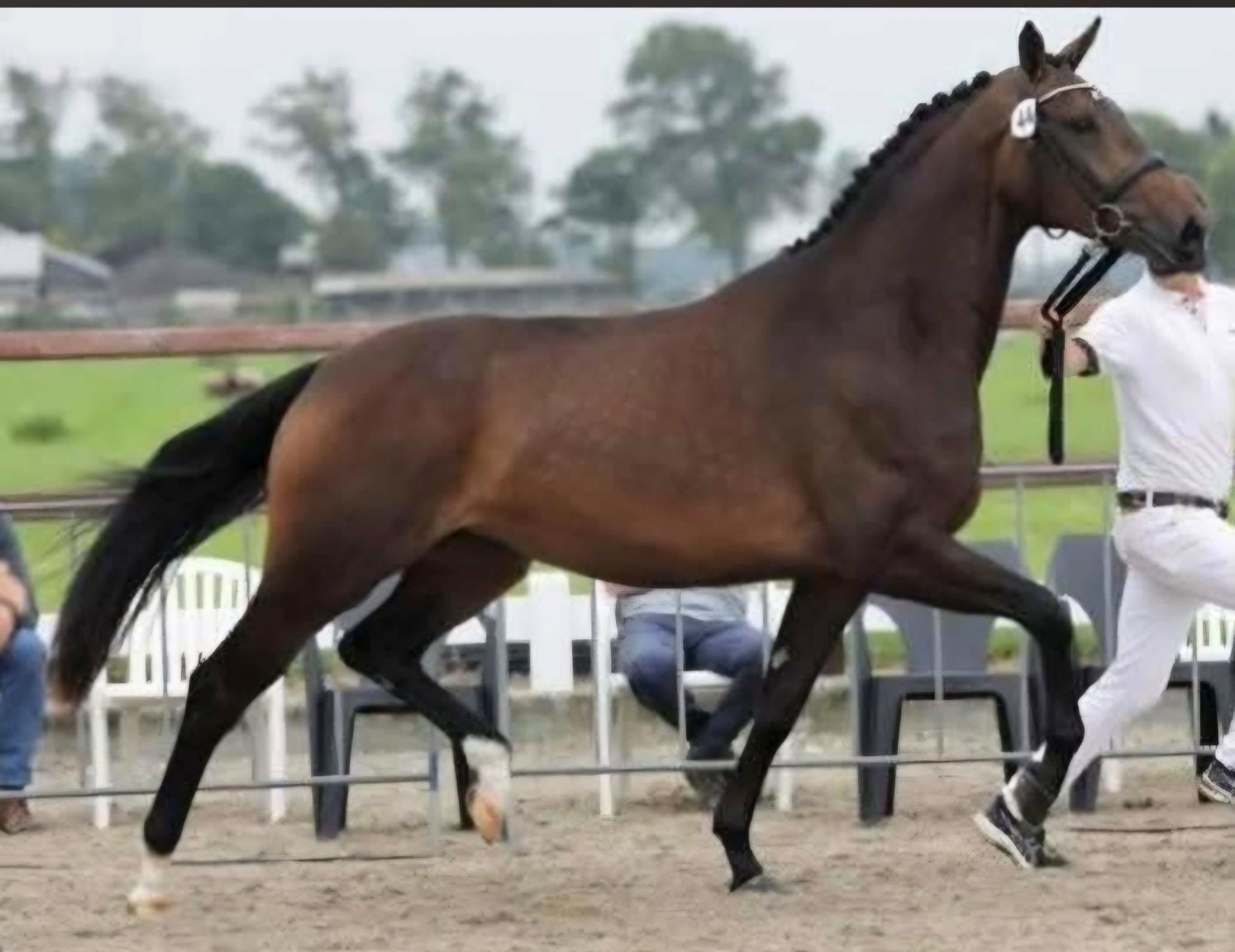 Jument de dressage Elite 8 ans