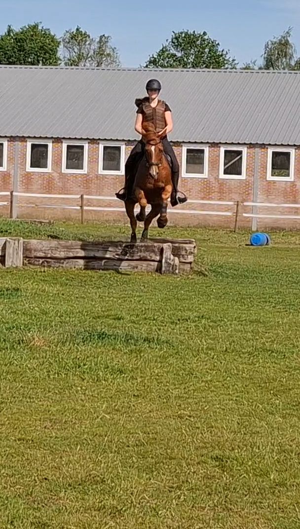 nrps allround-pony ruin 10 ani vos de vânzare - Foto 2