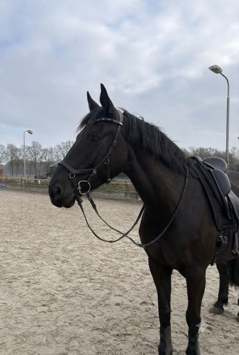 KWPN mare Luna