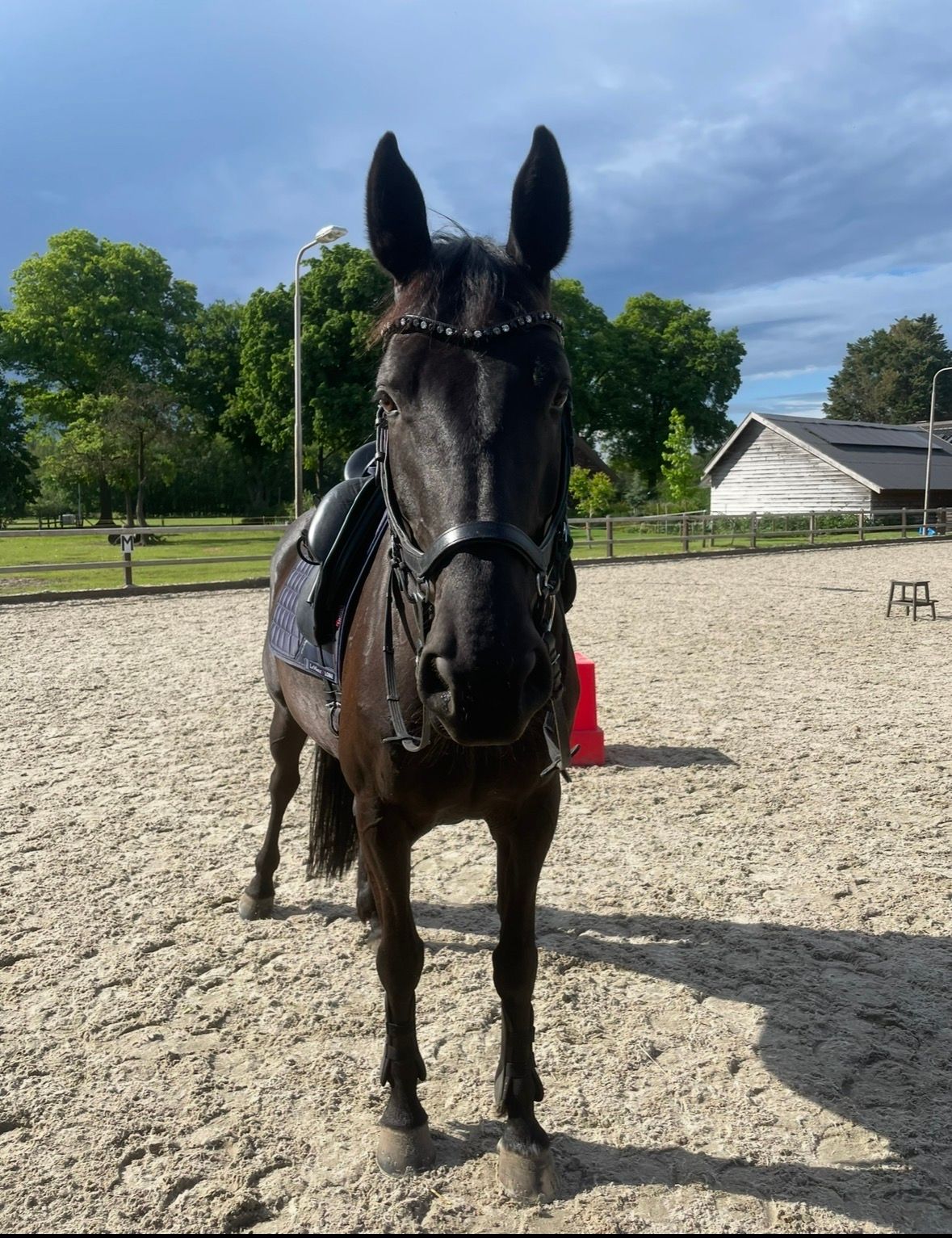allrounder merrie 9 år till salu - Foto 3