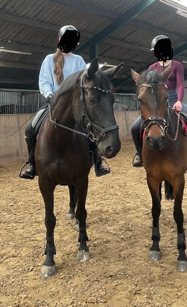 allrounder merrie 9 år till salu - Foto 5
