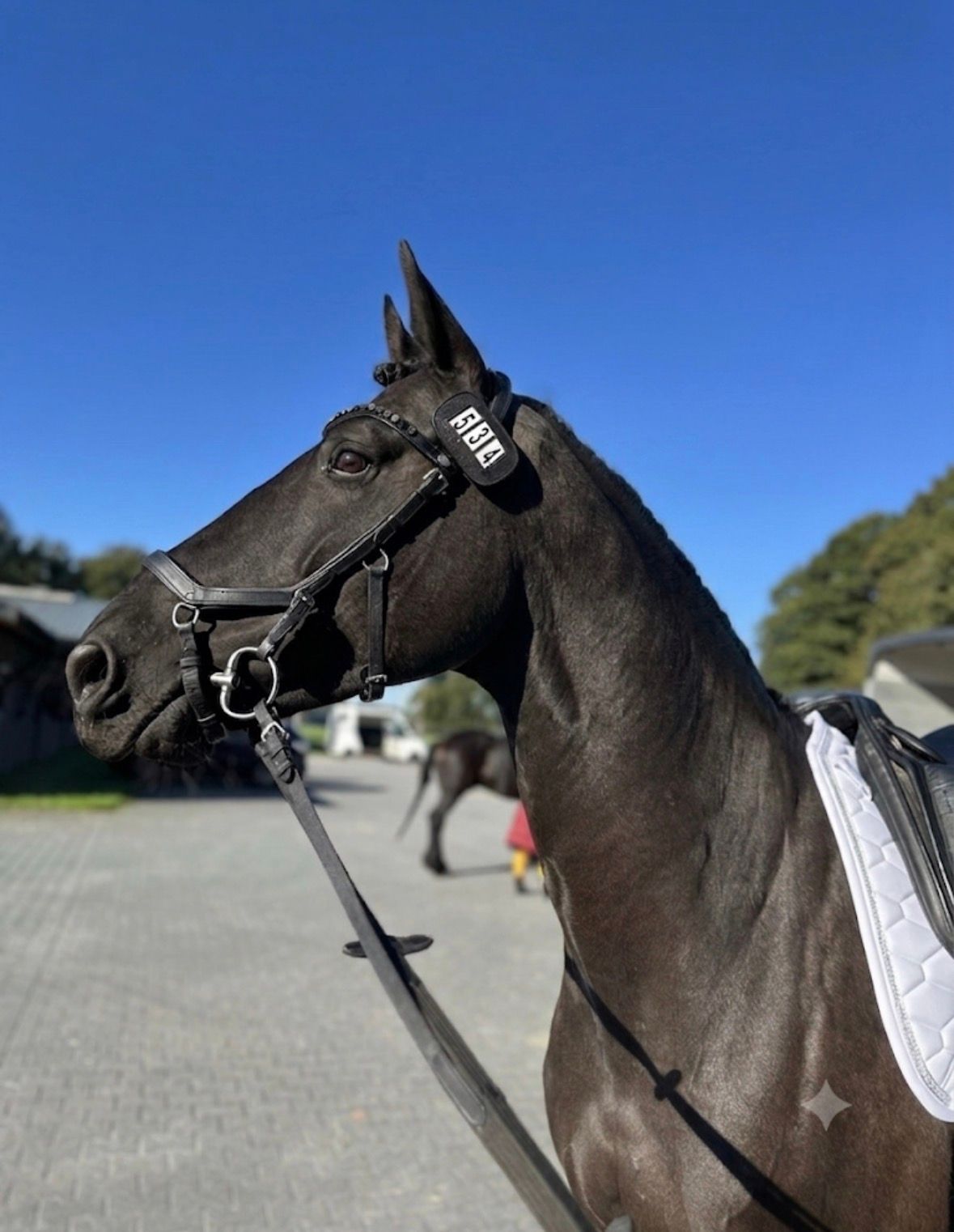 allrounder merrie 9 år till salu - Foto 6