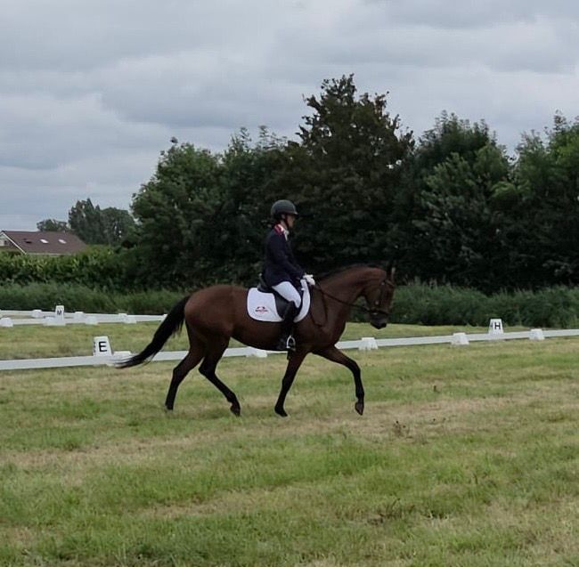 kwpn dressuurpony merrie 4 years old bruin for sale - Photo 5