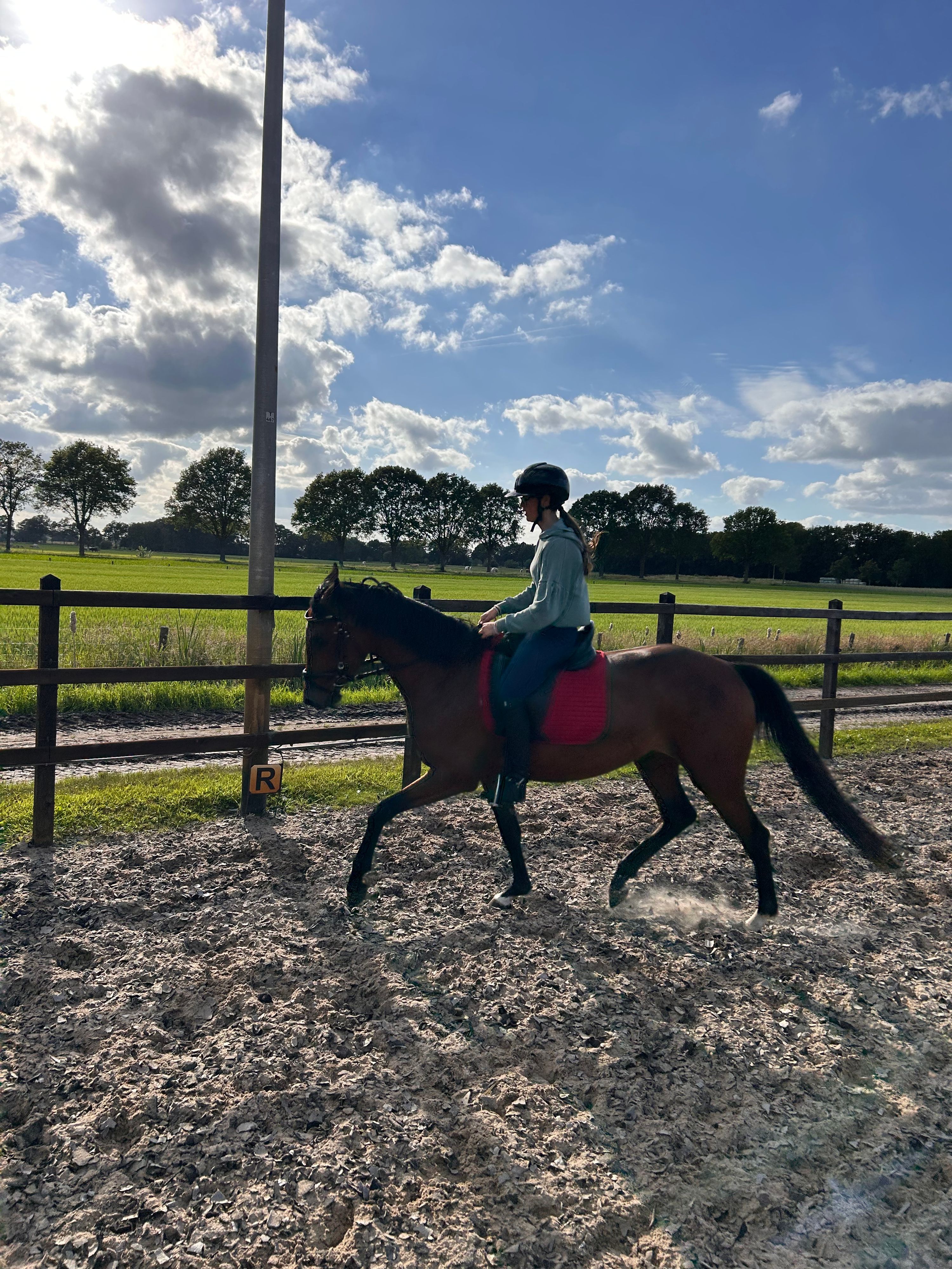 kwpn dressuurpony merrie 4 years old bruin for sale - Photo 3