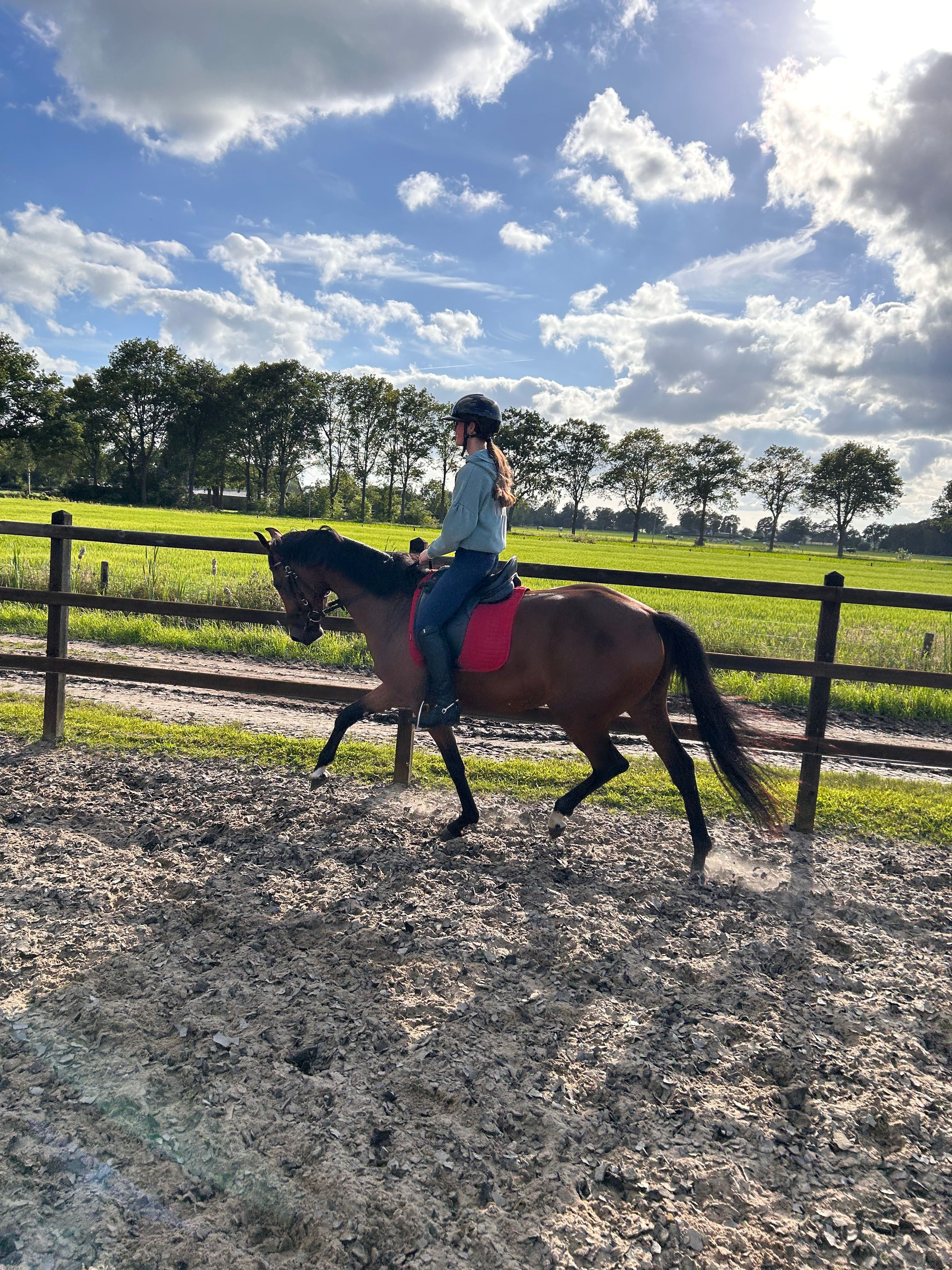 kwpn dressuurpony merrie 4 years old bruin for sale - Photo 2