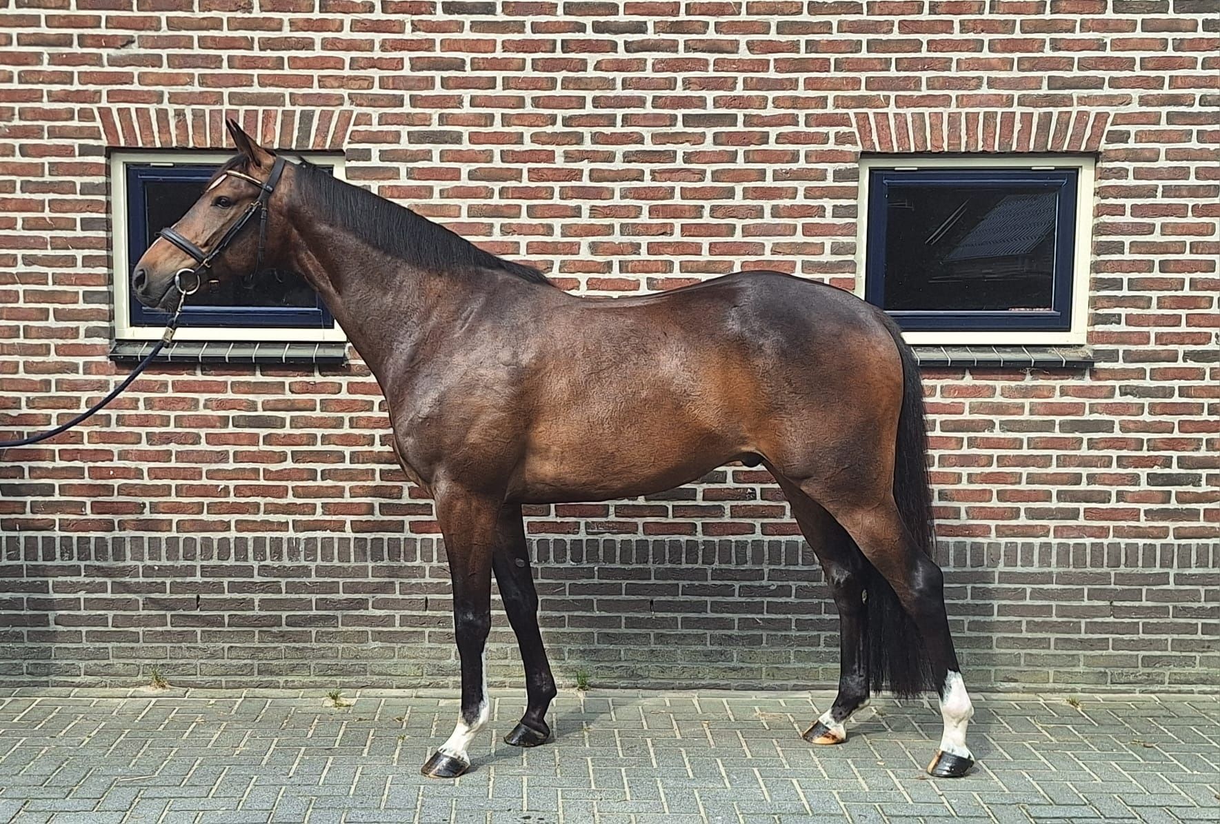 kwpn paard merrie 6 jaar zwart te koop - Foto 2