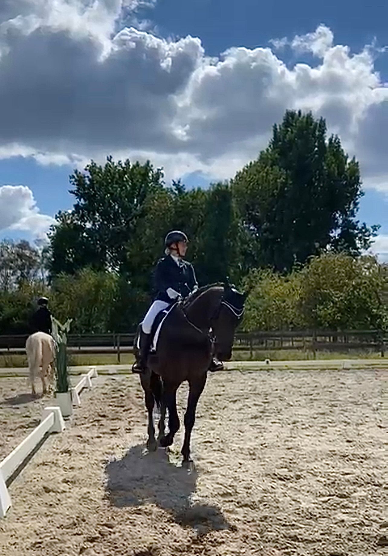 kwpn dressuurpaard ruin 7 Jahre alt donkerbruin zu verkaufen - Foto 4