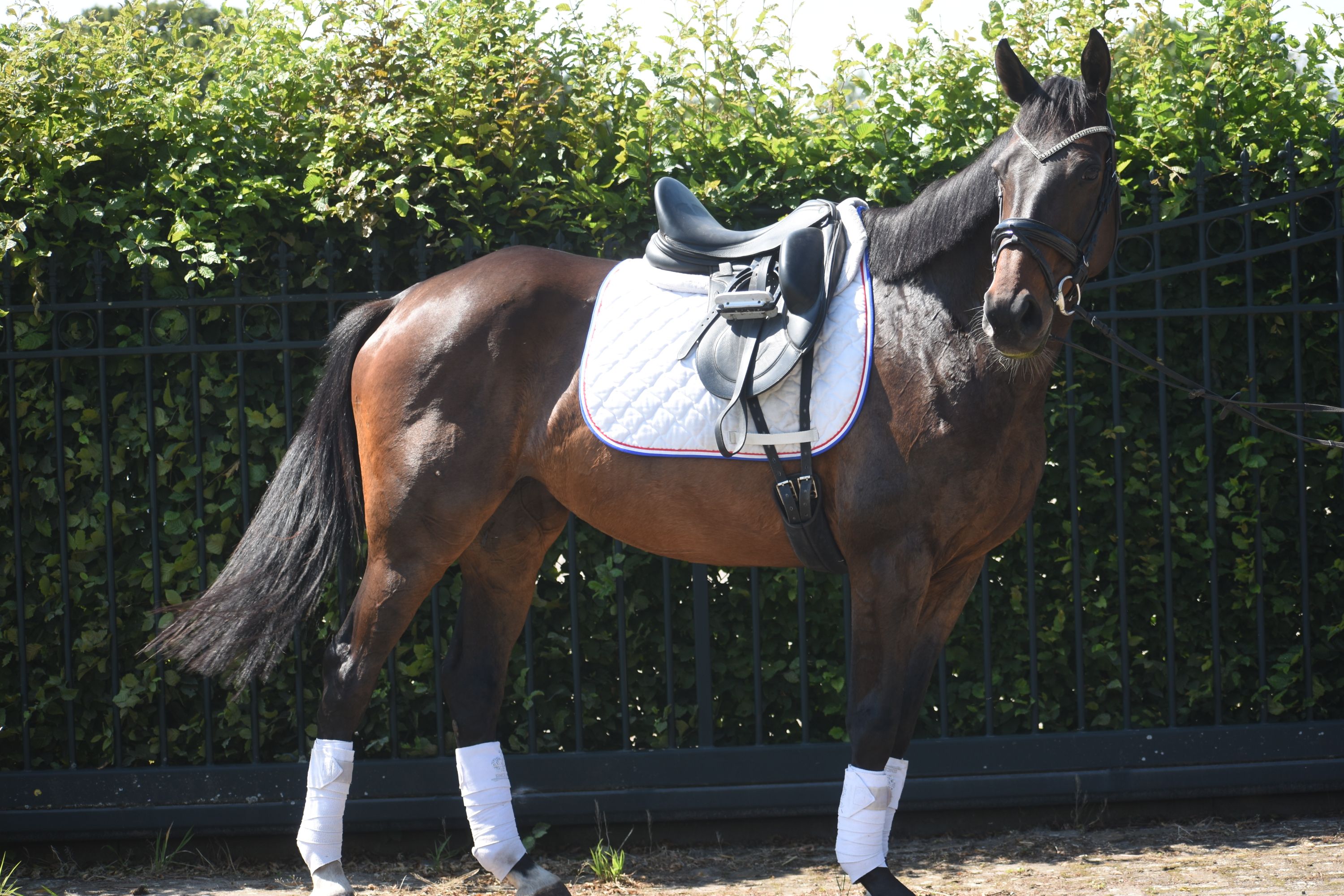 Stunning, very well-behaved, 10-year-old versatile mare