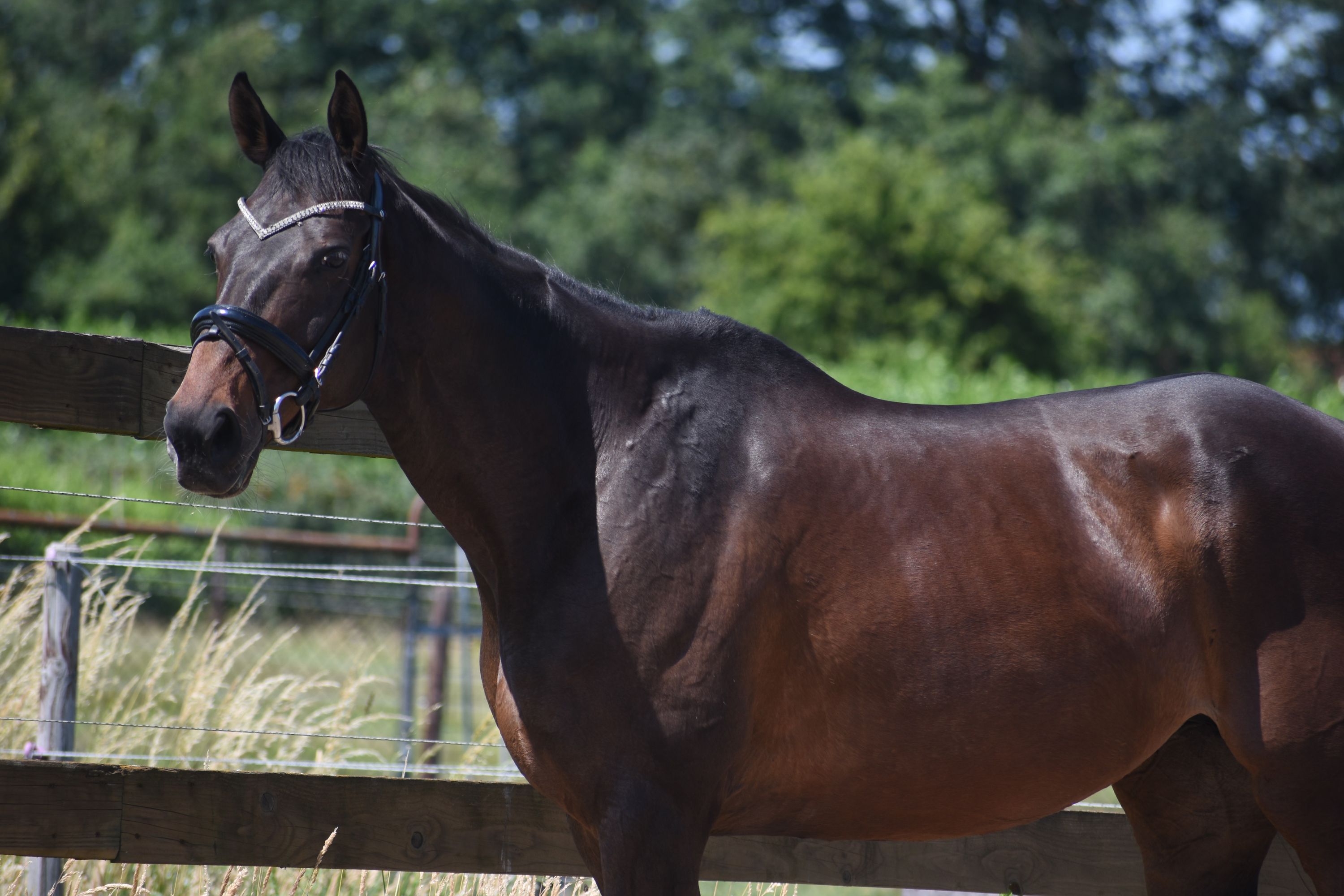 recreatie-paard merrie 10 years old donkerbruin for sale - Photo 5