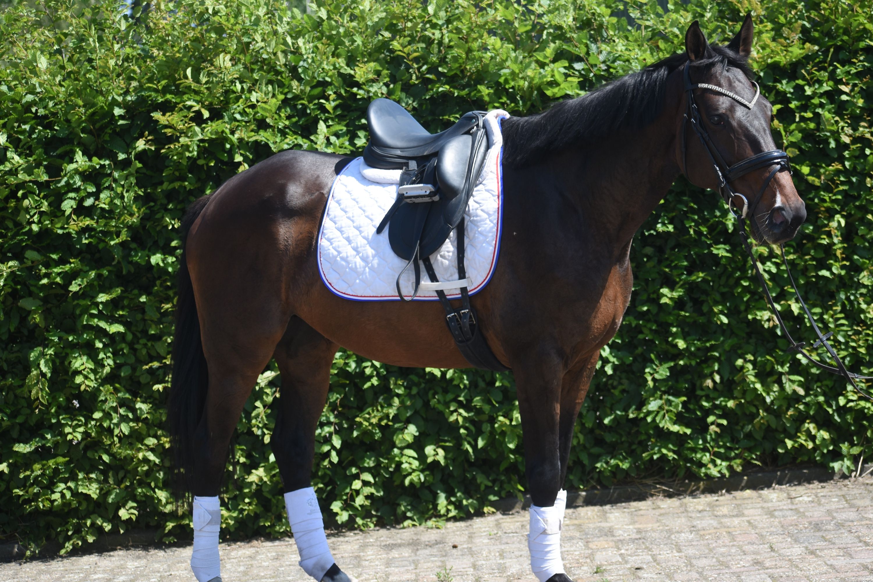 recreatie-paard merrie 10 years old donkerbruin for sale - Photo 2