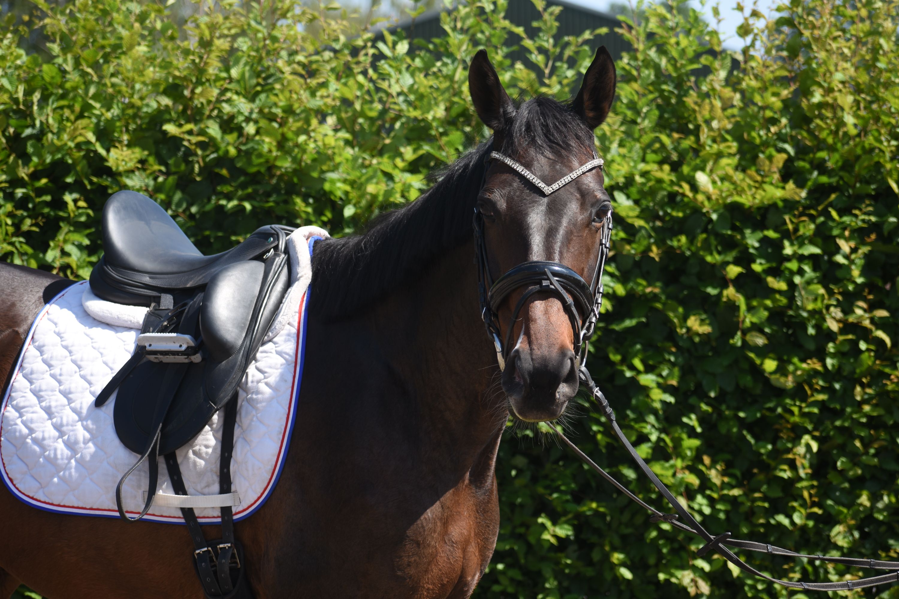 recreatie-paard merrie 10 years old donkerbruin for sale - Photo 3