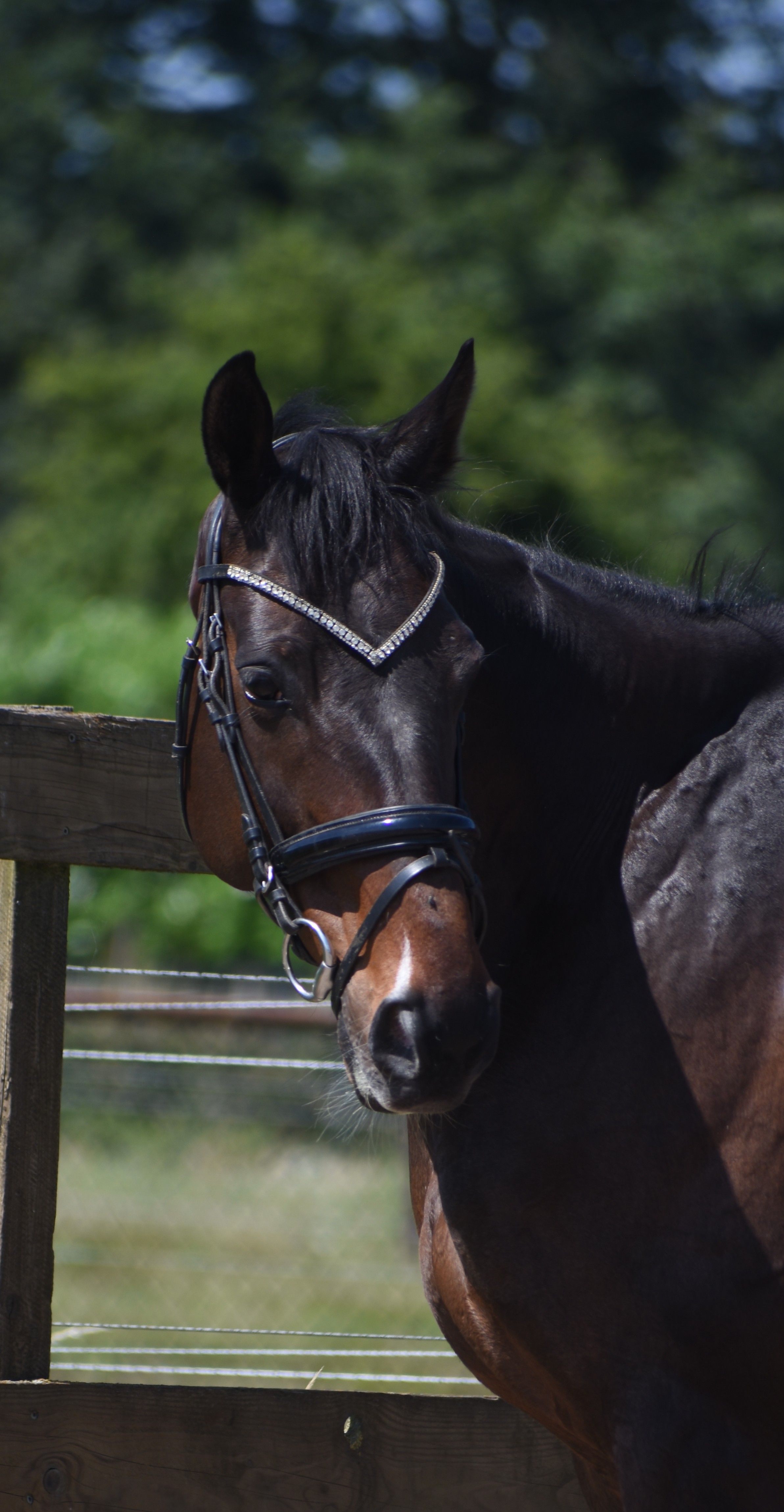 recreatie-paard merrie 10 years old donkerbruin for sale - Photo 6