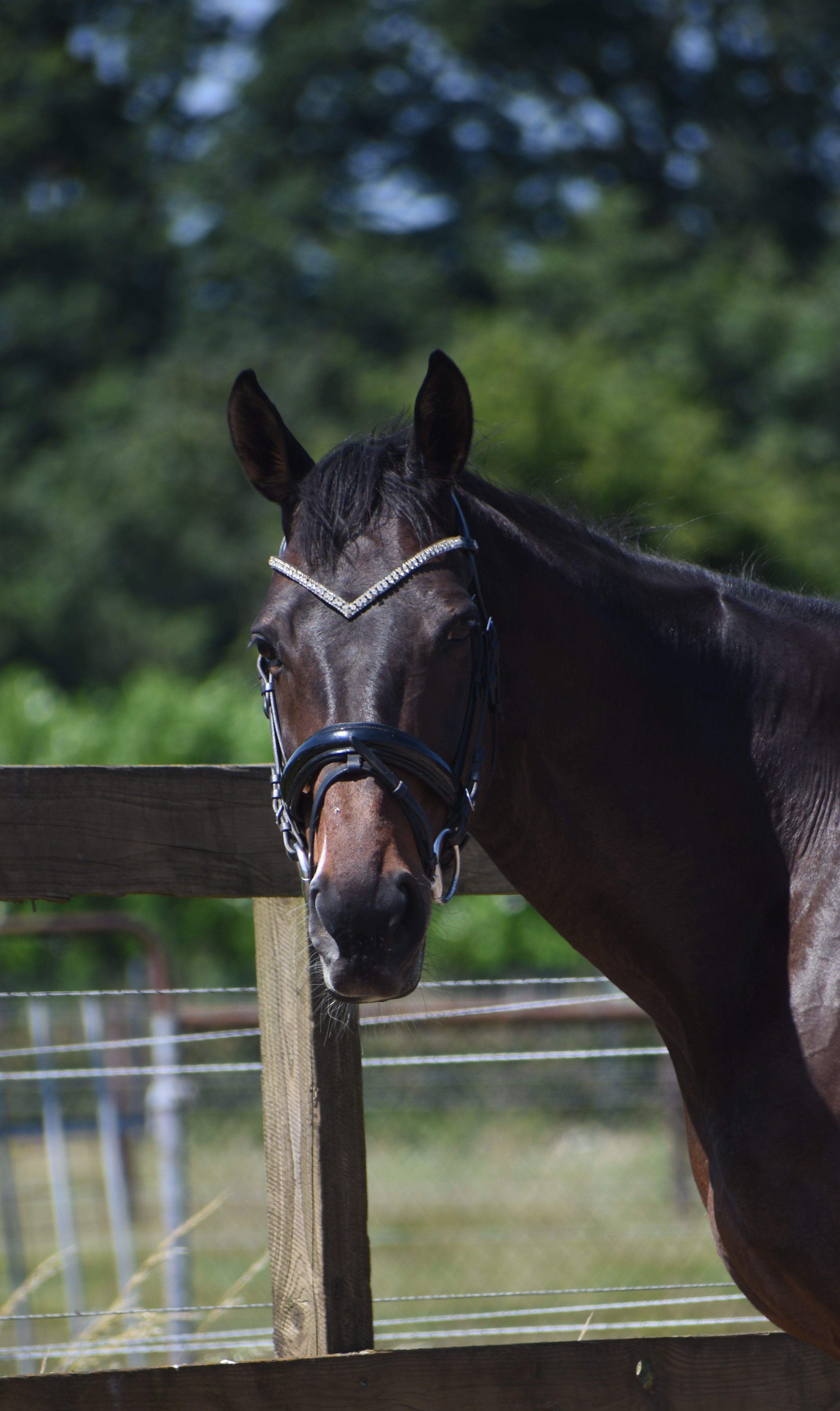 recreatie-paard merrie 10 years old donkerbruin for sale - Photo 4
