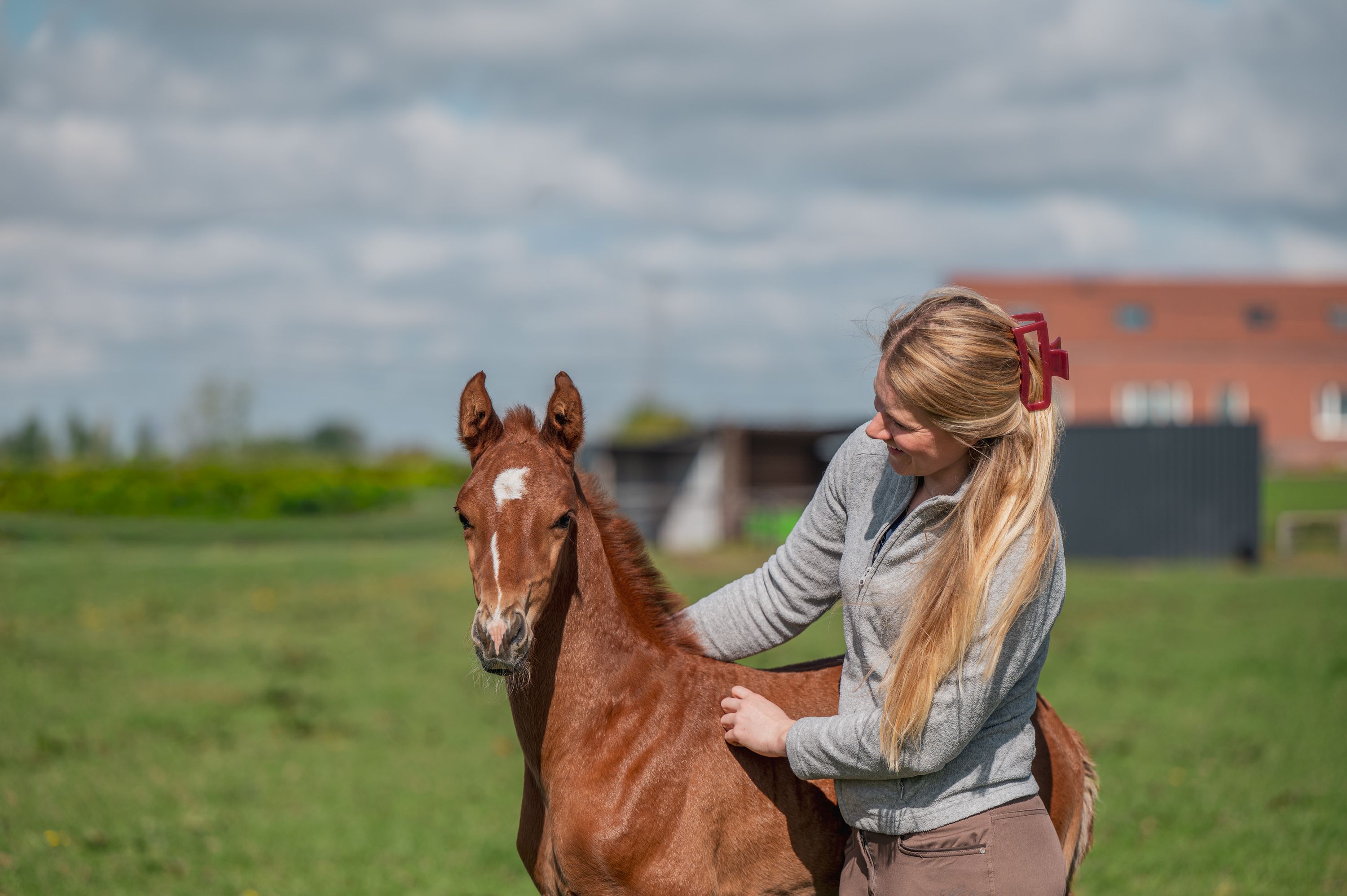 BWP dressuurpaard merrie 0 år Vos till salu - Foto 5