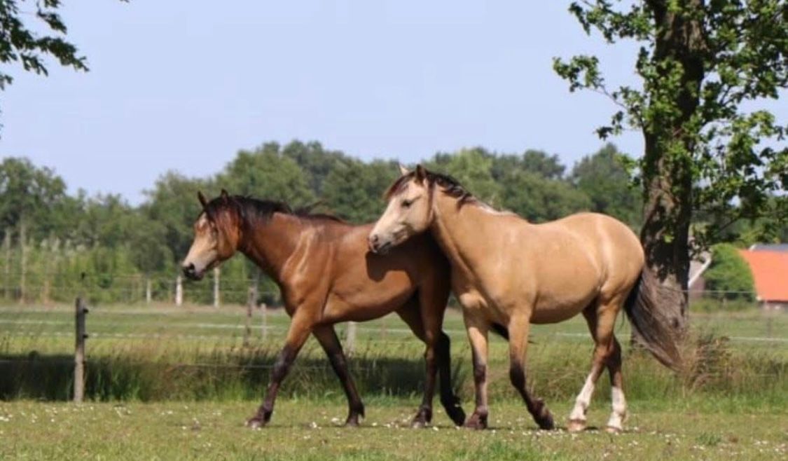 2x hochwertige FEI-Nachwuchspferde zu verkaufen!