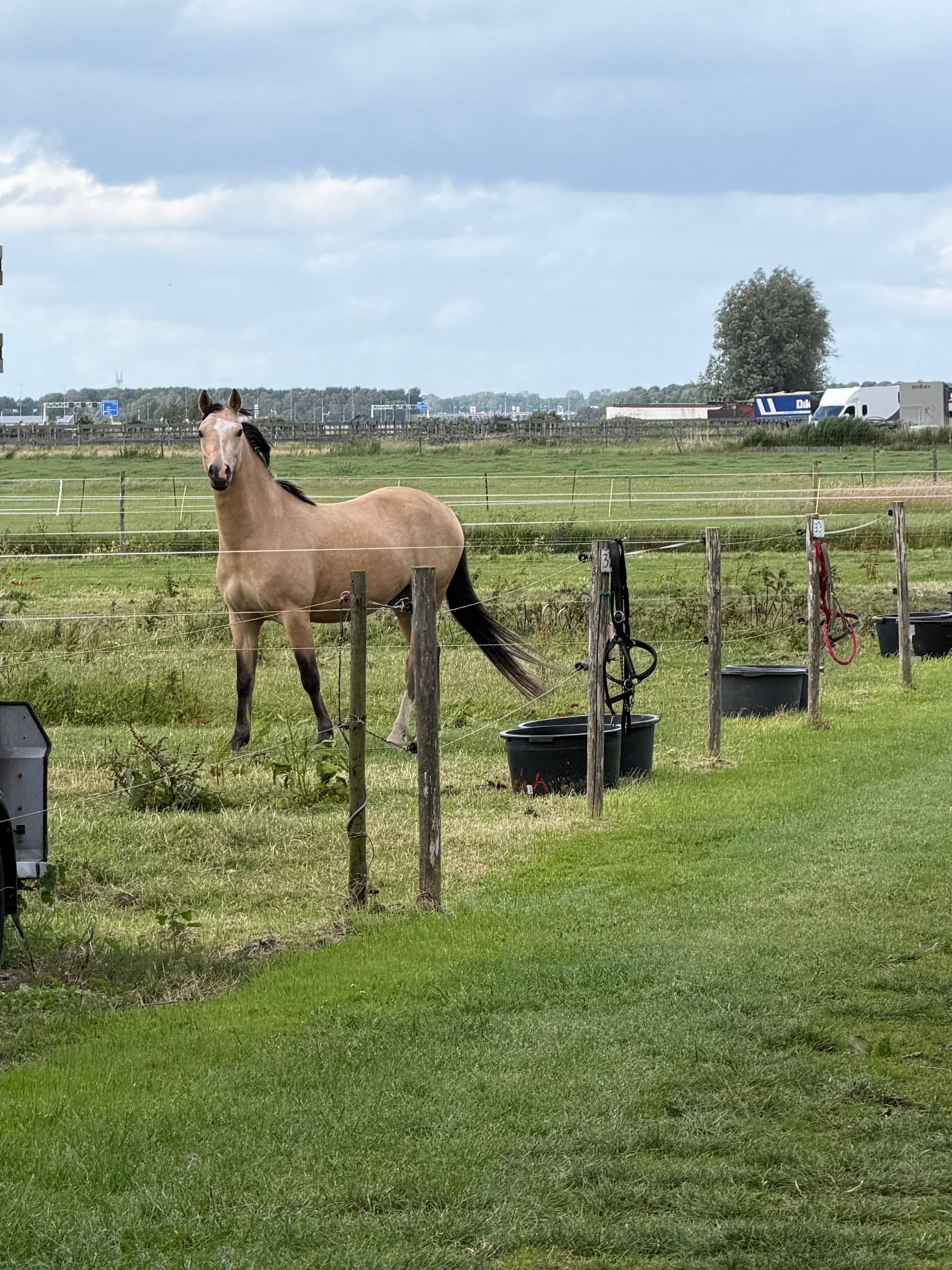 nrps dressuurpony ruin 3 Jahre alt palomino zu verkaufen - Foto 3