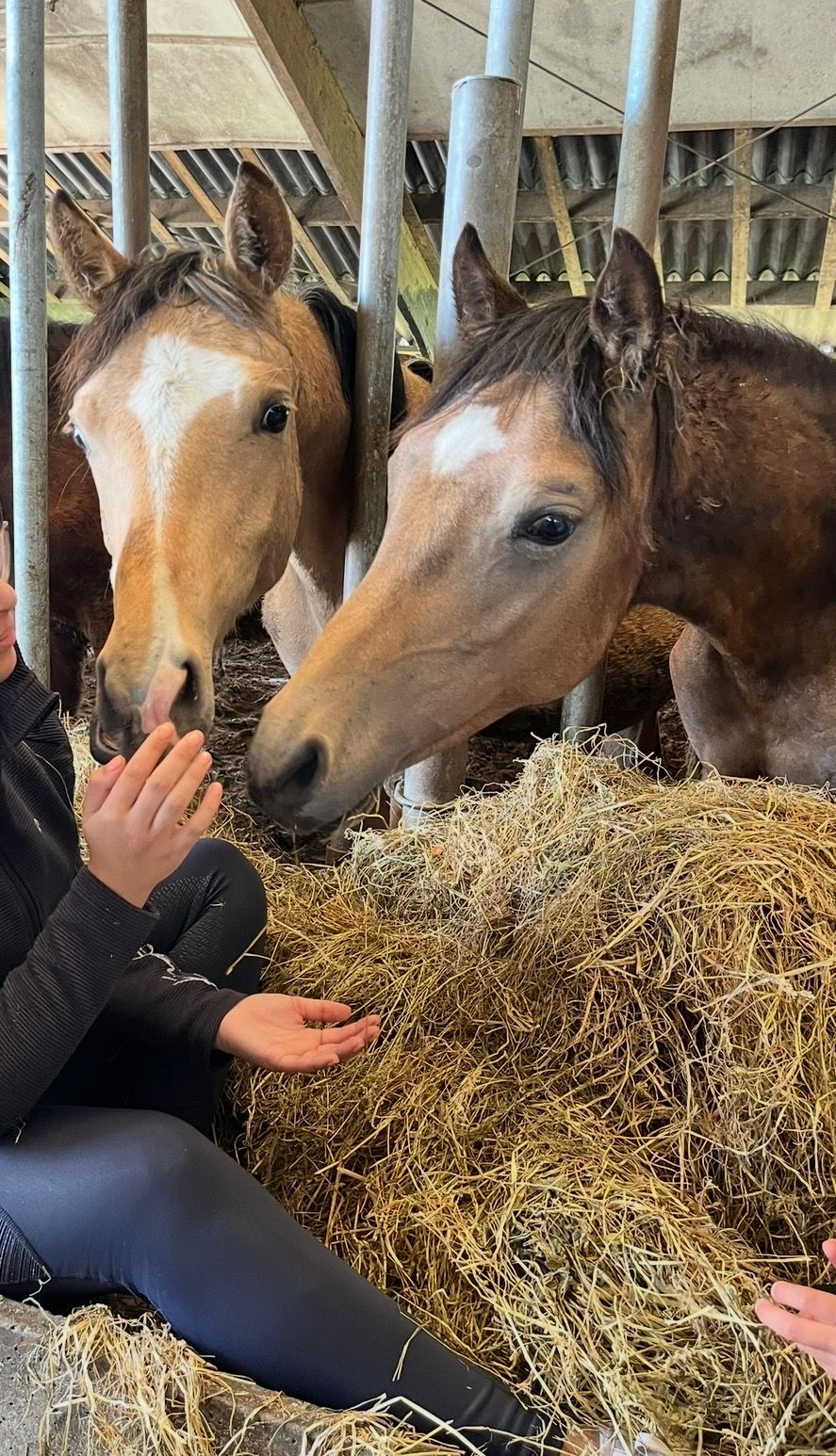 nrps dressuurpony ruin 3 Jahre alt palomino zu verkaufen - Foto 2