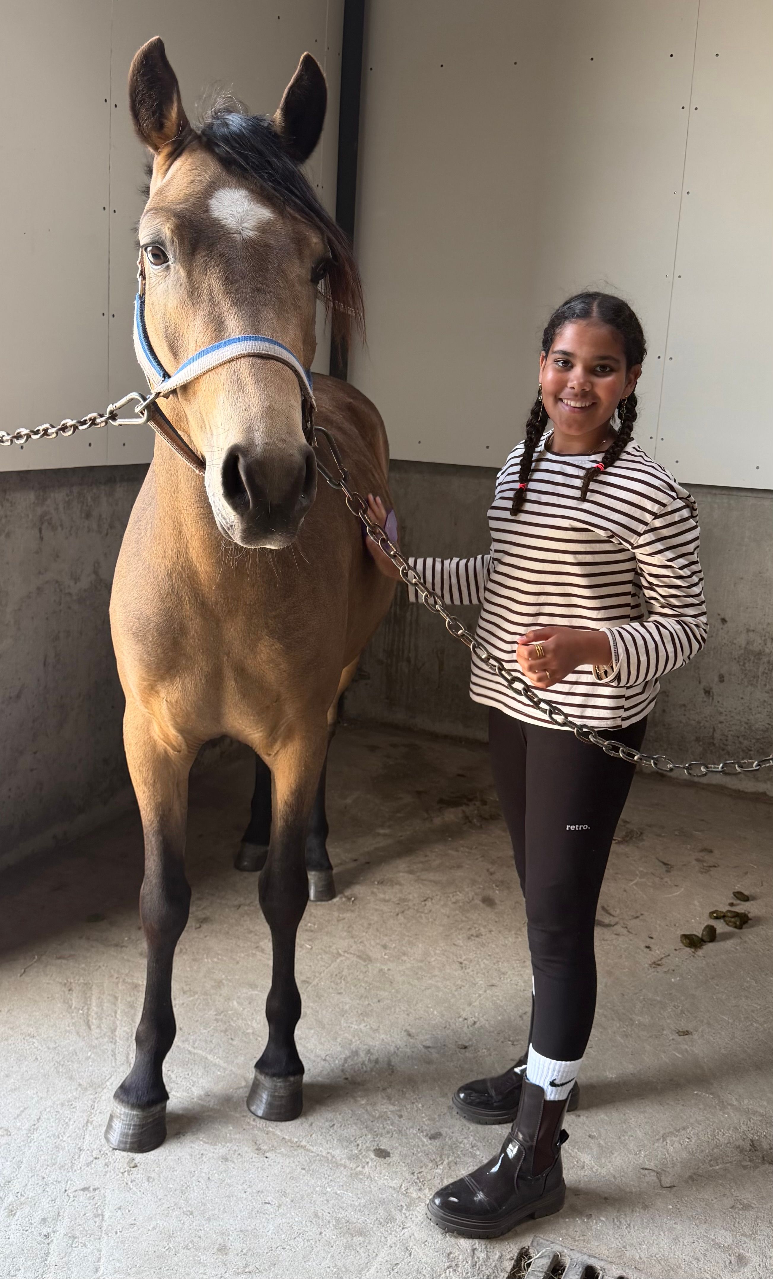 nrps dressuurpony ruin 3 Jahre alt palomino zu verkaufen - Foto 4