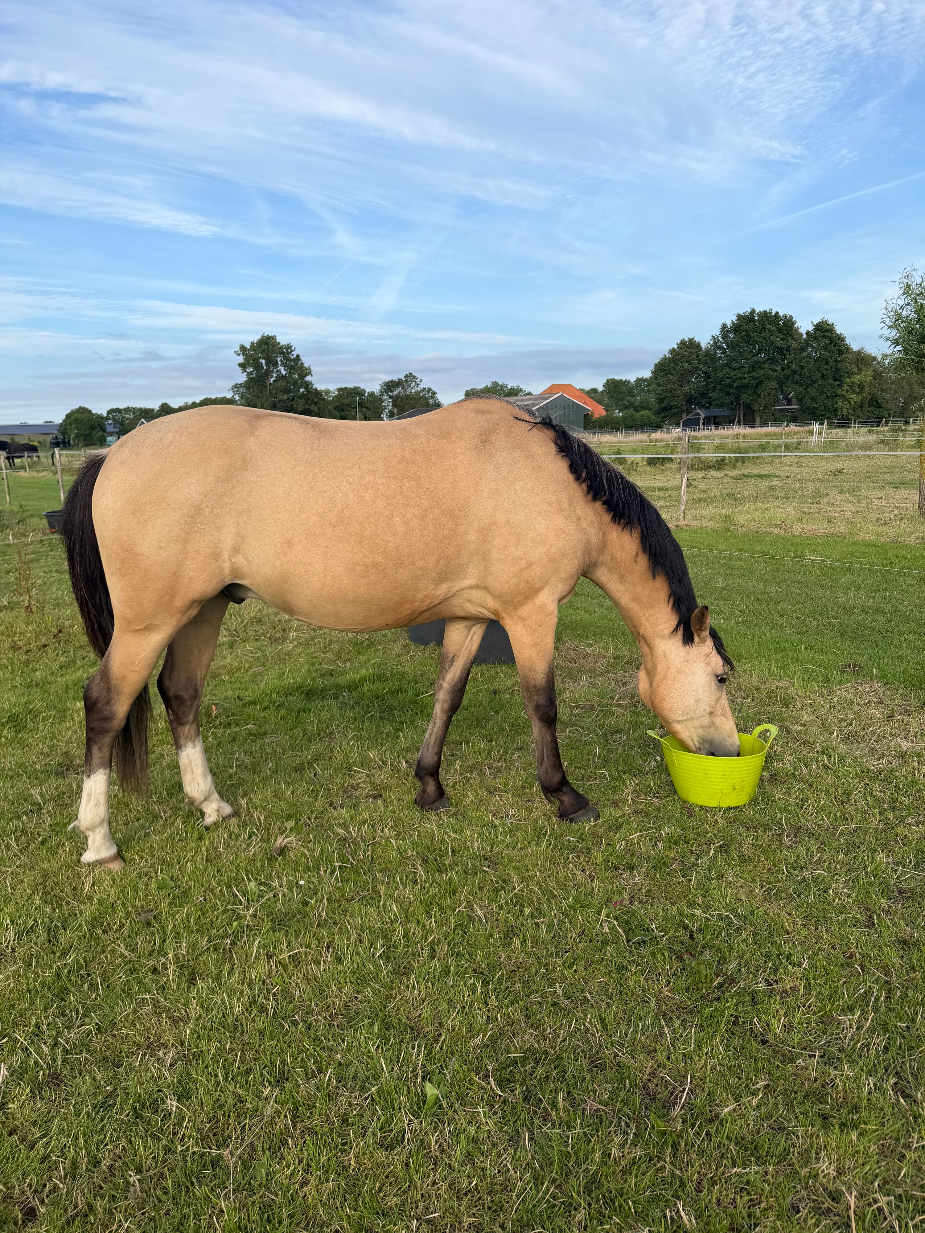 nrps dressuurpony ruin 3 Jahre alt palomino zu verkaufen - Foto 6
