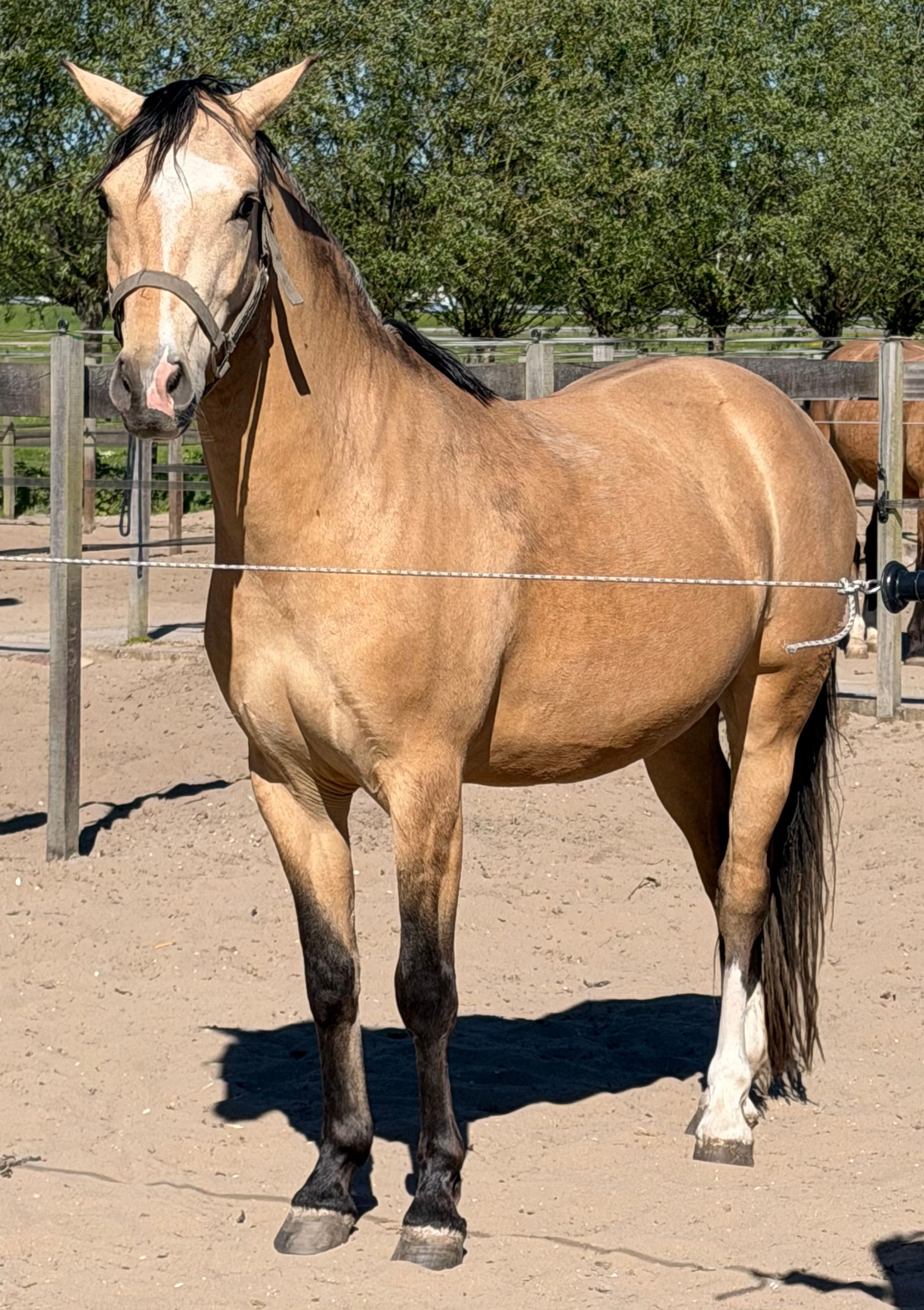 nrps dressuurpony ruin 3 Jahre alt palomino zu verkaufen - Foto 5