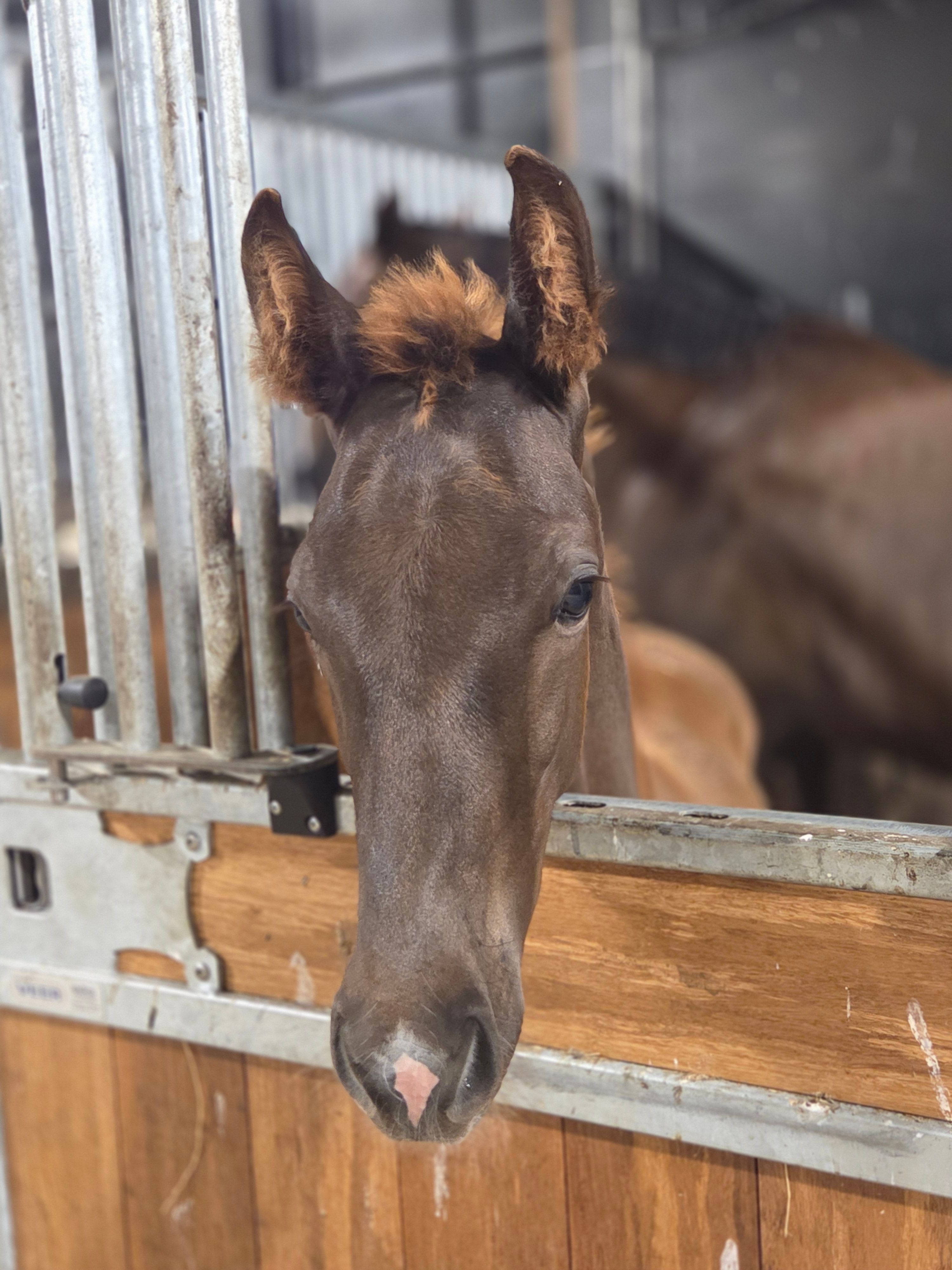 kwpn dressuurpaard hengst 0 years old vos for sale - Photo 3