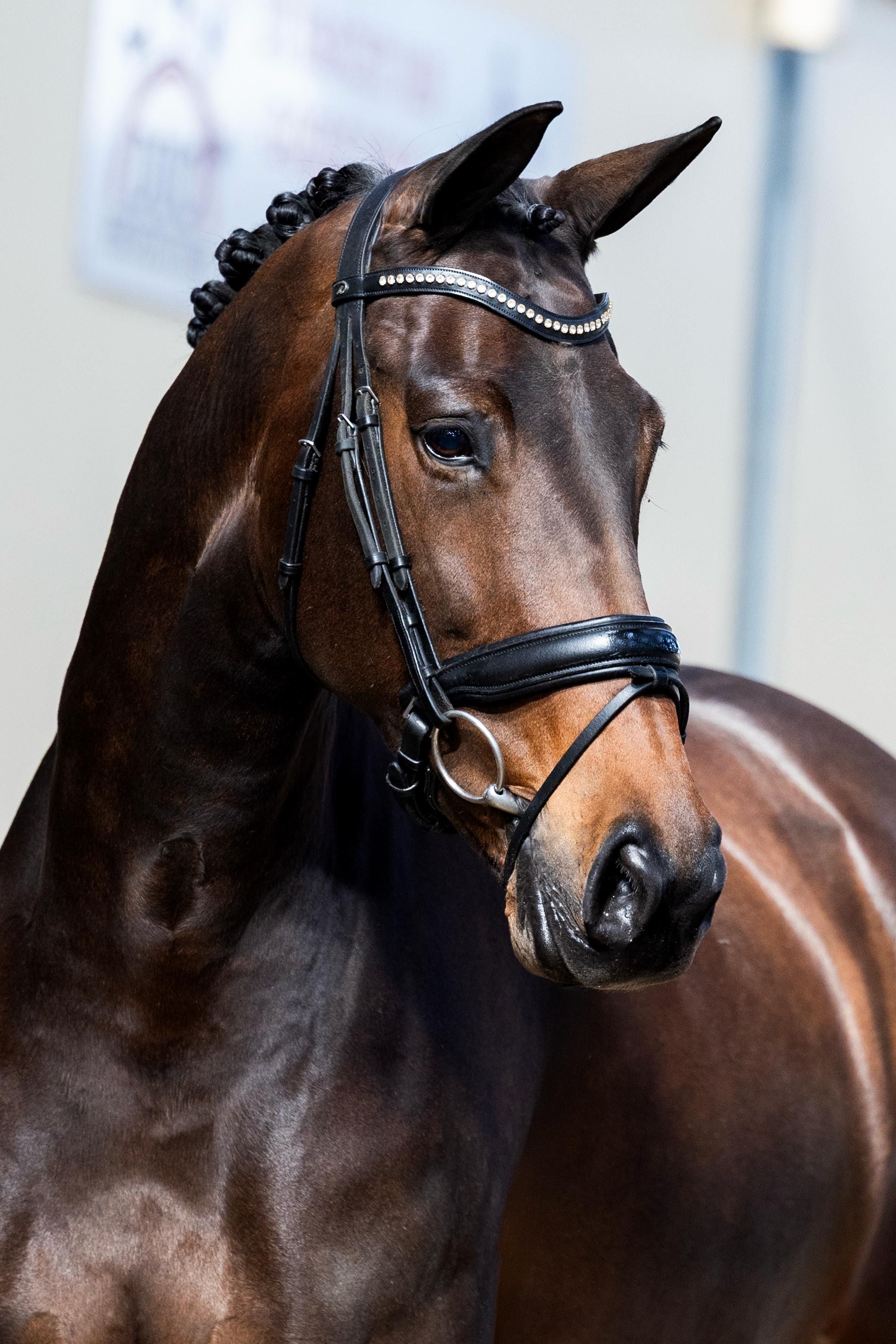 KWPN dressuurpaard Merrie 11 years old donkerbruin for sale - Photo 2