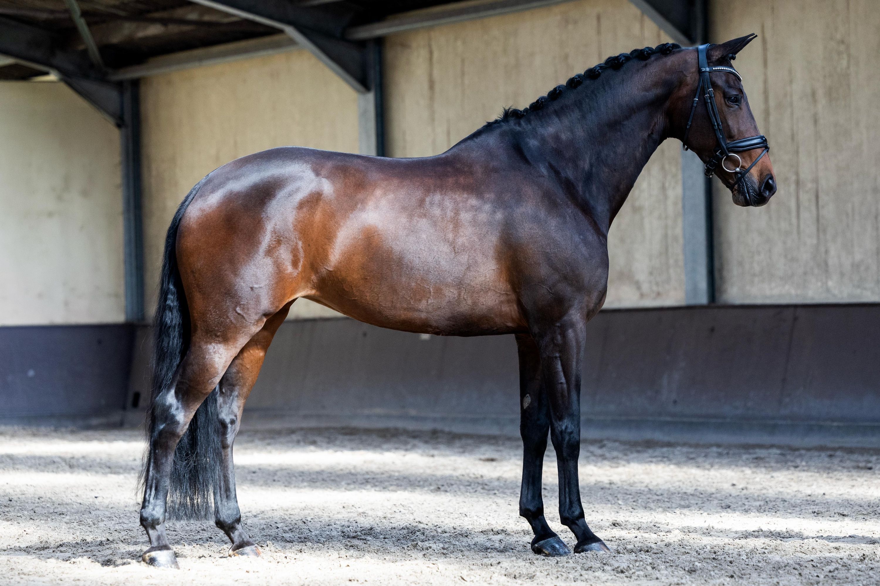 KWPN dressuurpaard Merrie 11 years old donkerbruin for sale - Photo 3