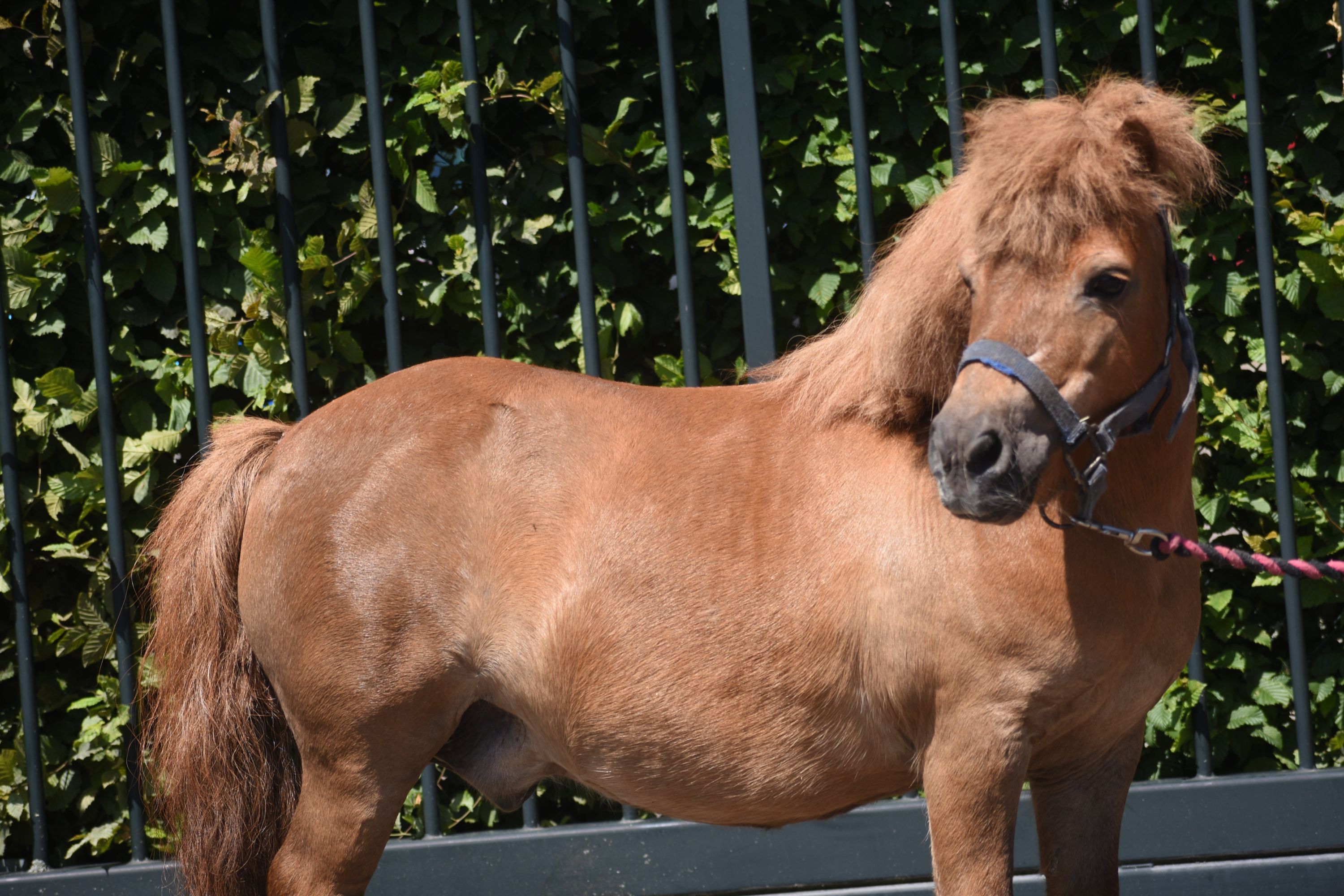Prachtige Shetlanderruin met gouden hartje
