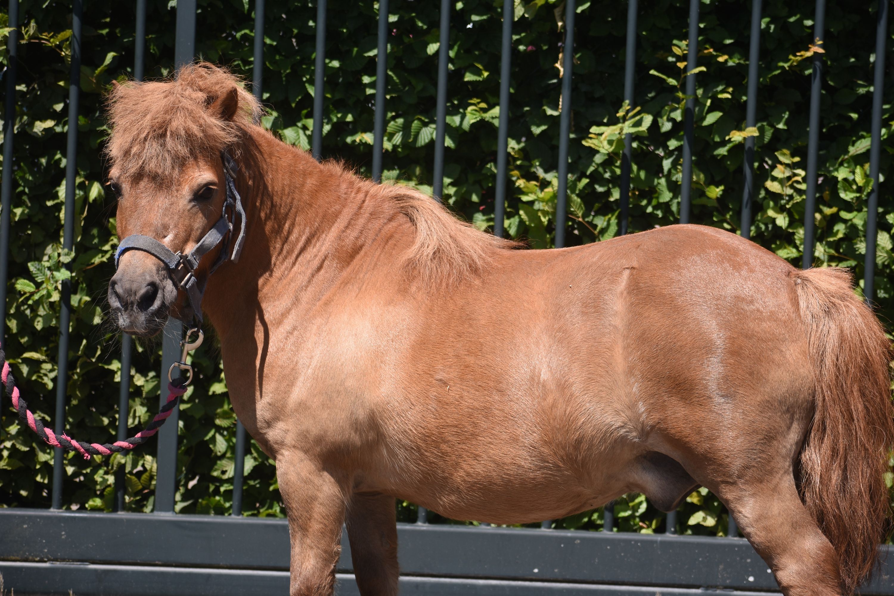 pony ruin 16 ans vos à vendre - Photo 5