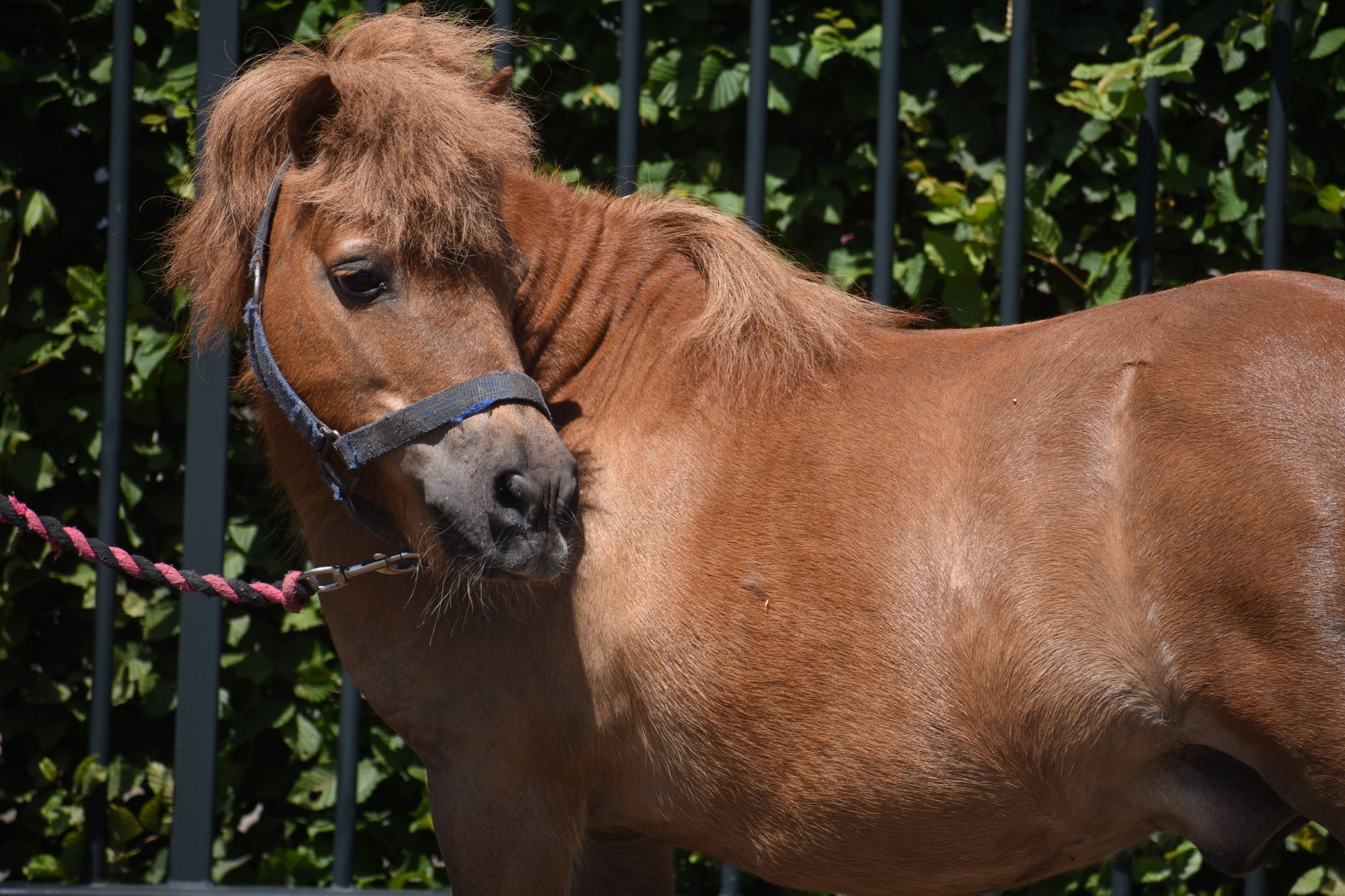pony ruin 16 ans vos à vendre - Photo 3