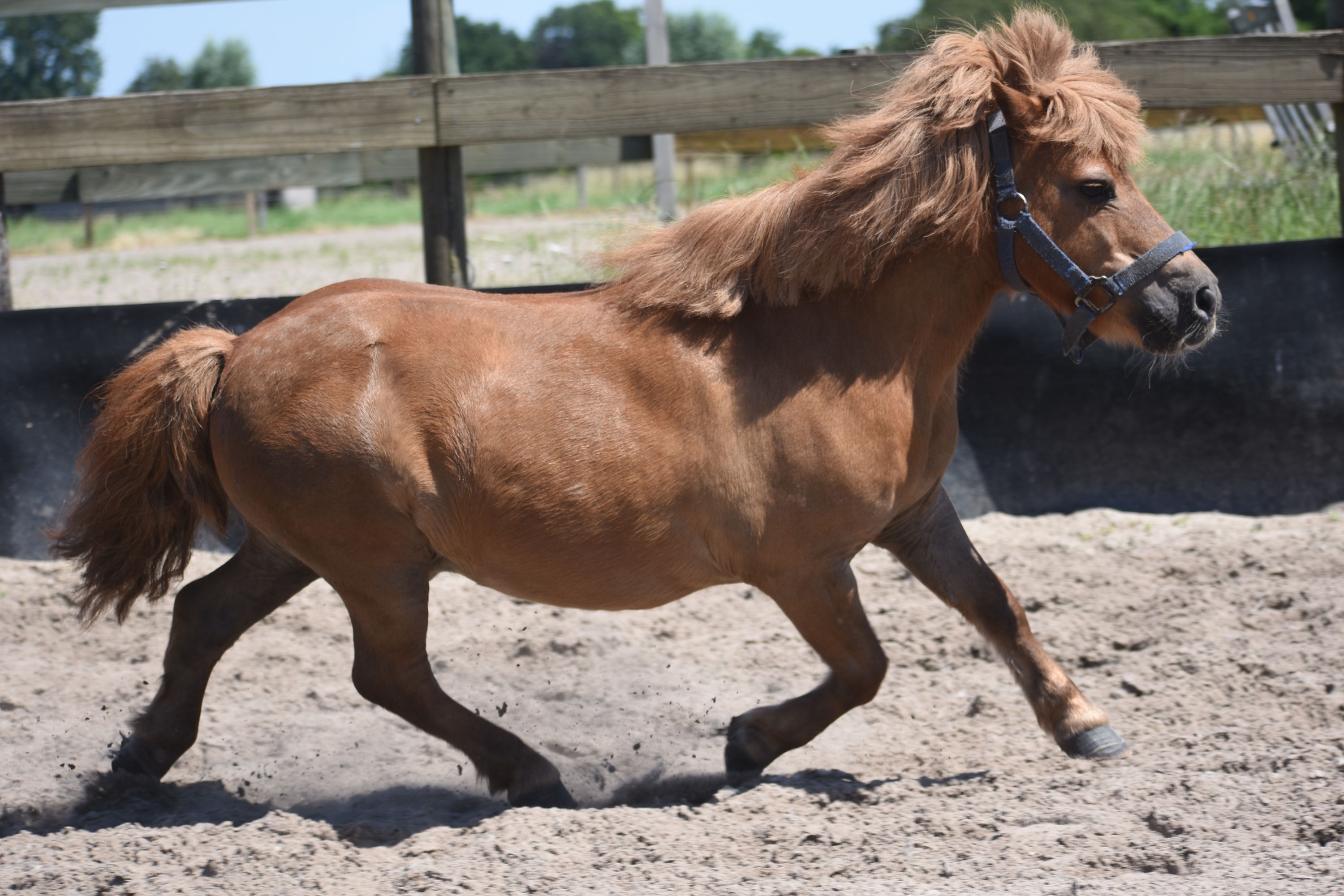 pony ruin 16 ans vos à vendre - Photo 2