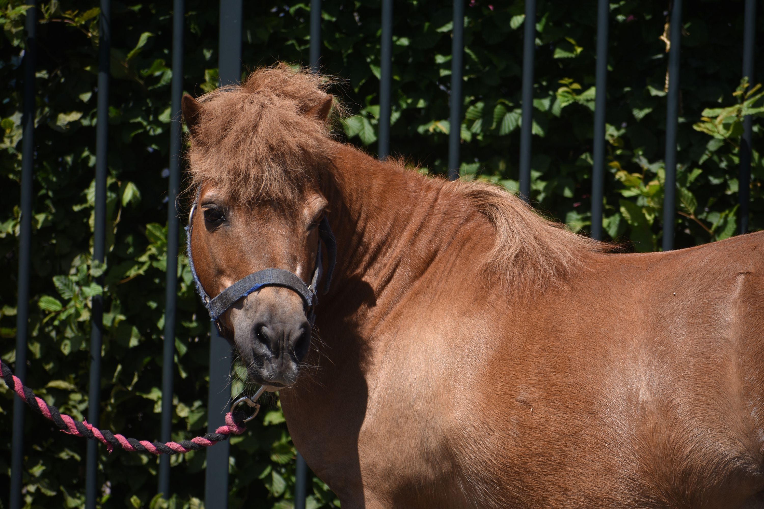 pony ruin 16 ans vos à vendre - Photo 4