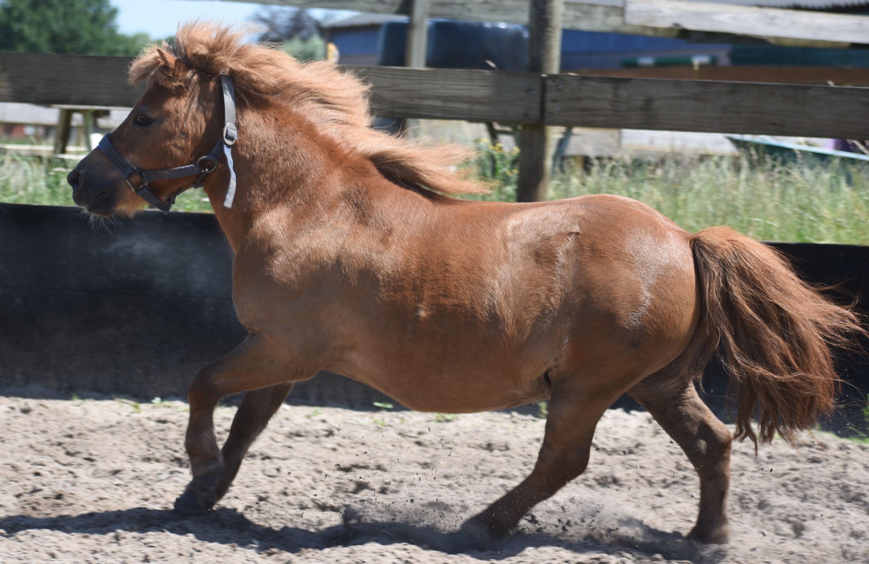 pony ruin 16 ans vos à vendre - Photo 6