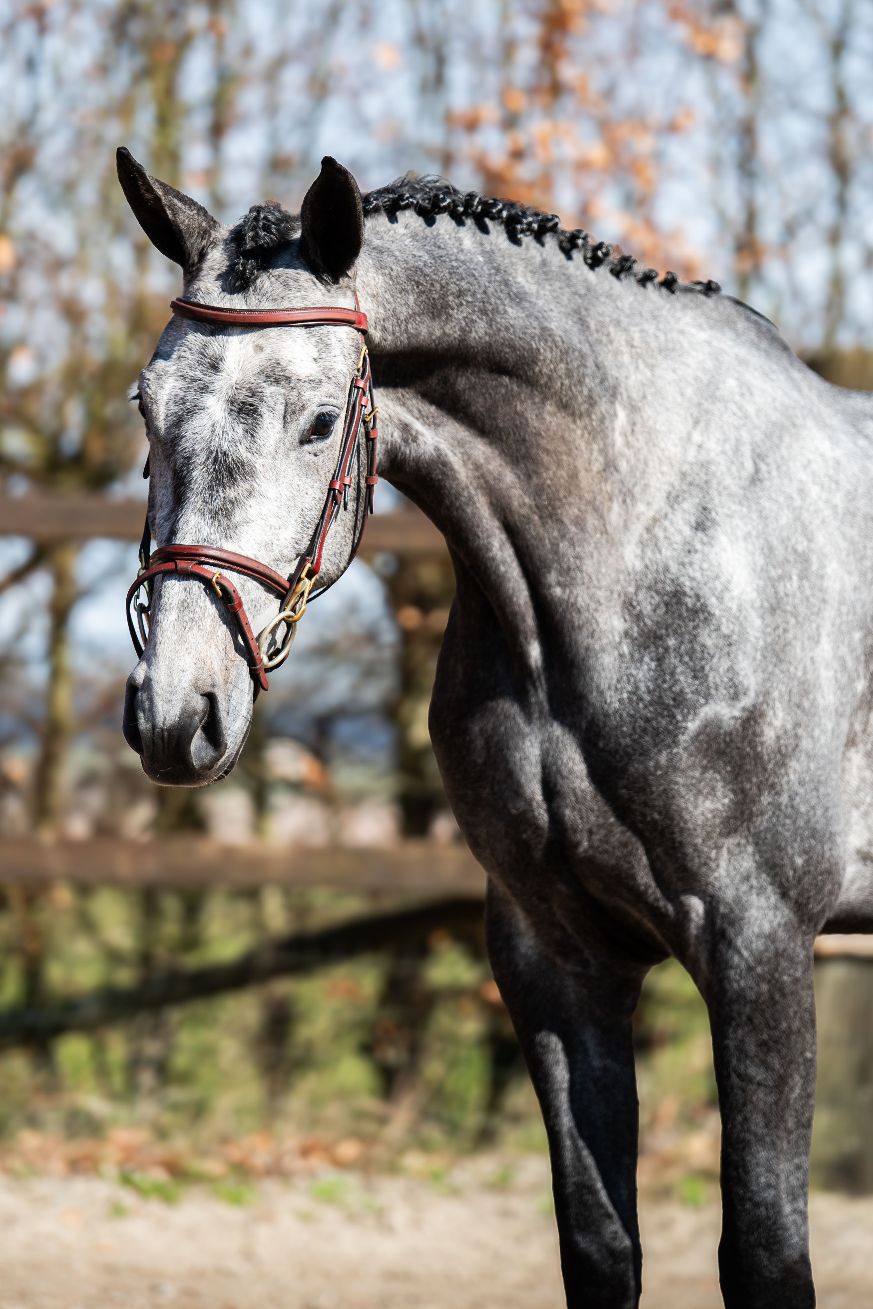 kwpn springpaard merrie 4 years old schimmel for sale - Photo 3