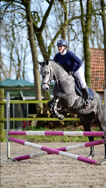 kwpn springpaard merrie 4 years old schimmel for sale - Photo 5