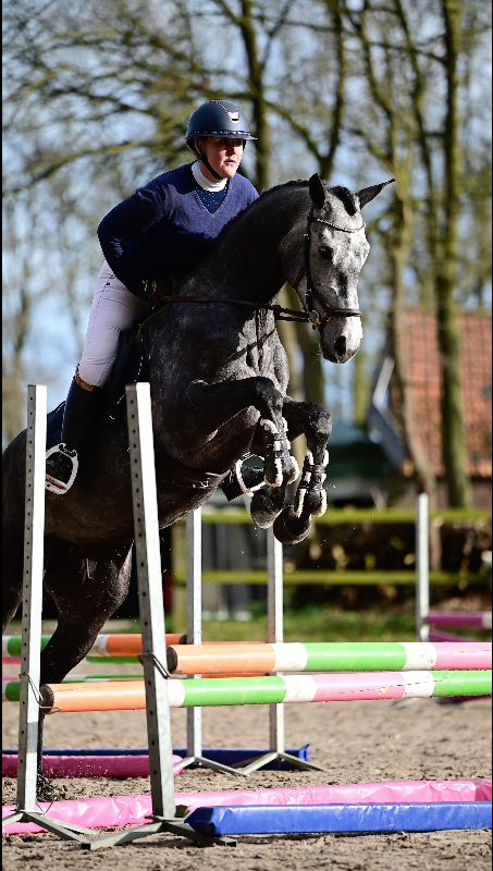 kwpn springpaard merrie 4 years old schimmel for sale - Photo 6