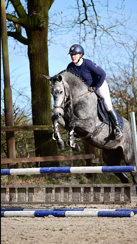 kwpn eventingpaard merrie 5 years old schimmel for sale - Photo 5