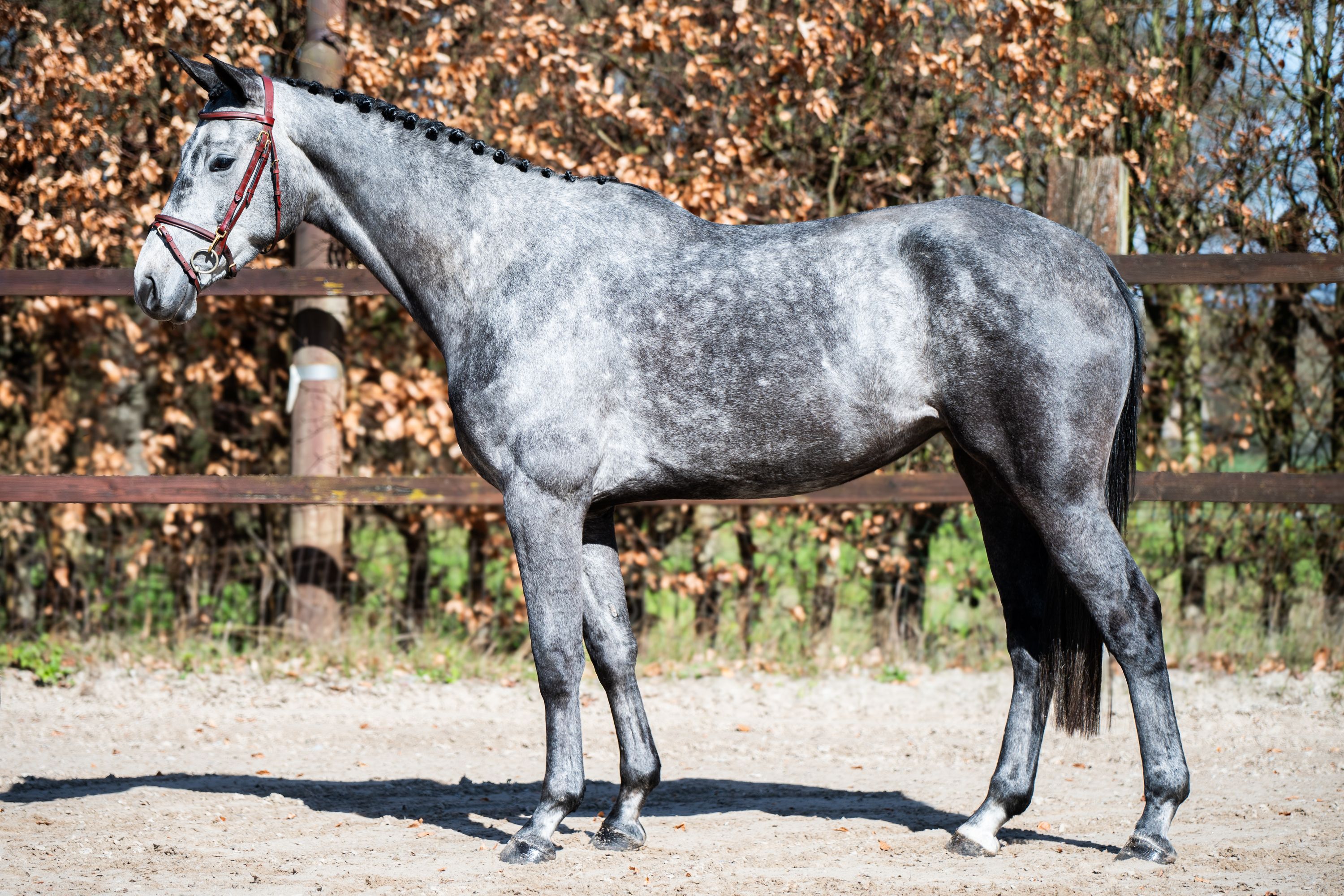 kwpn eventingpaard merrie 5 years old schimmel for sale - Photo 3