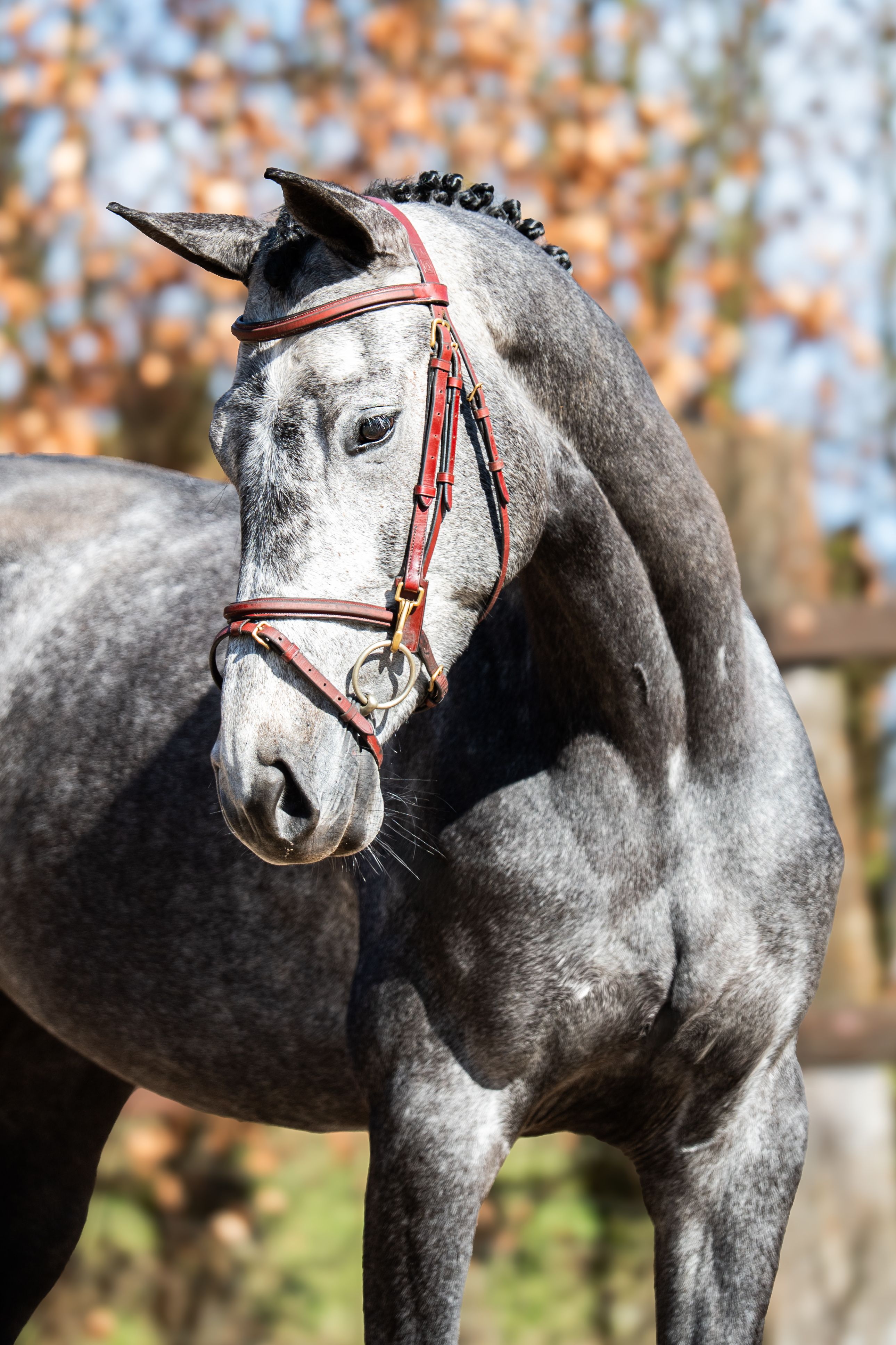 kwpn eventingpaard merrie 5 years old schimmel for sale - Photo 6