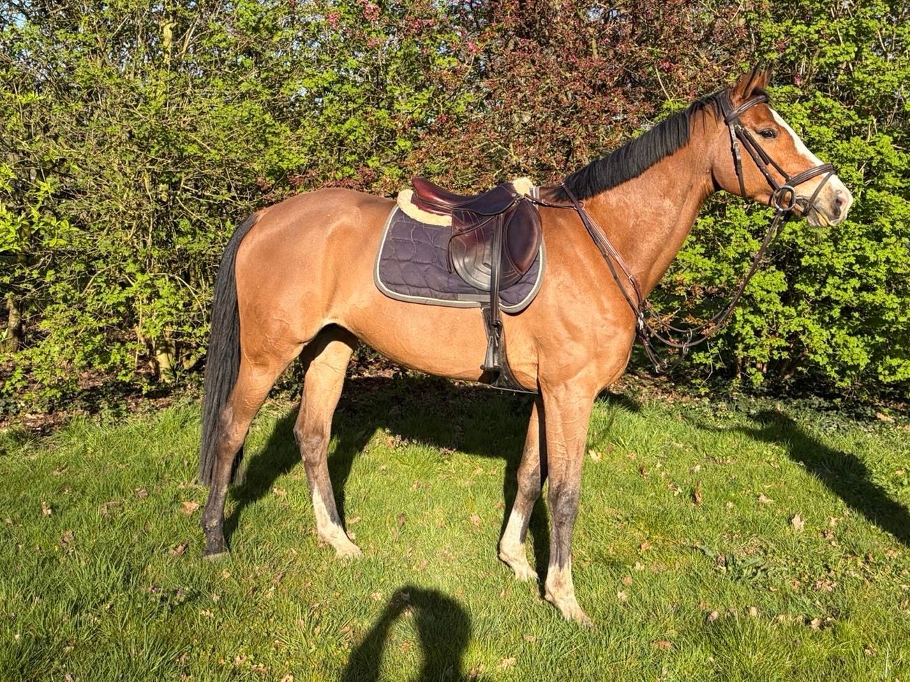 Beautiful jumping mare