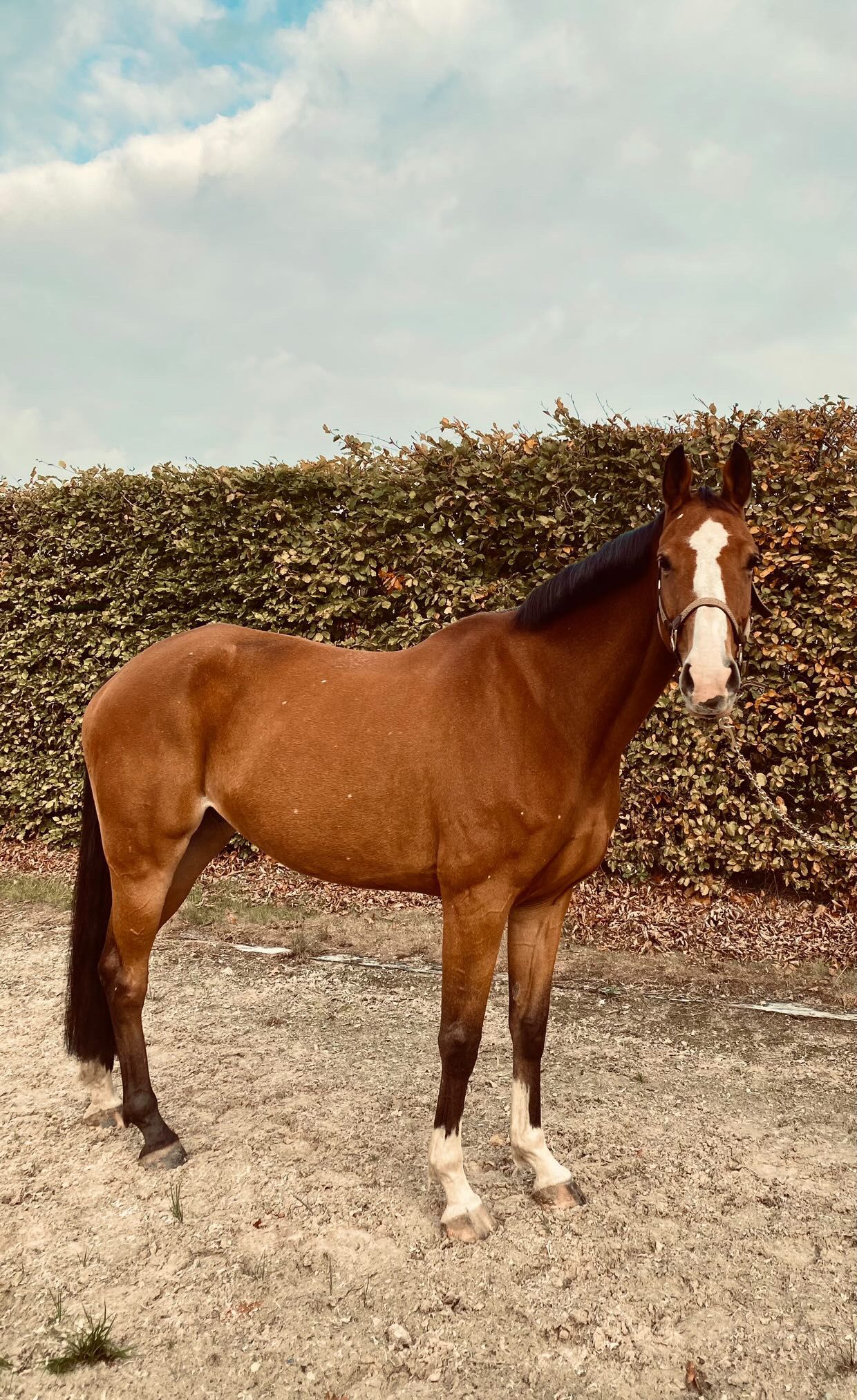 bwp springpaard merrie 9 ans donkerbruin à vendre - Photo 5