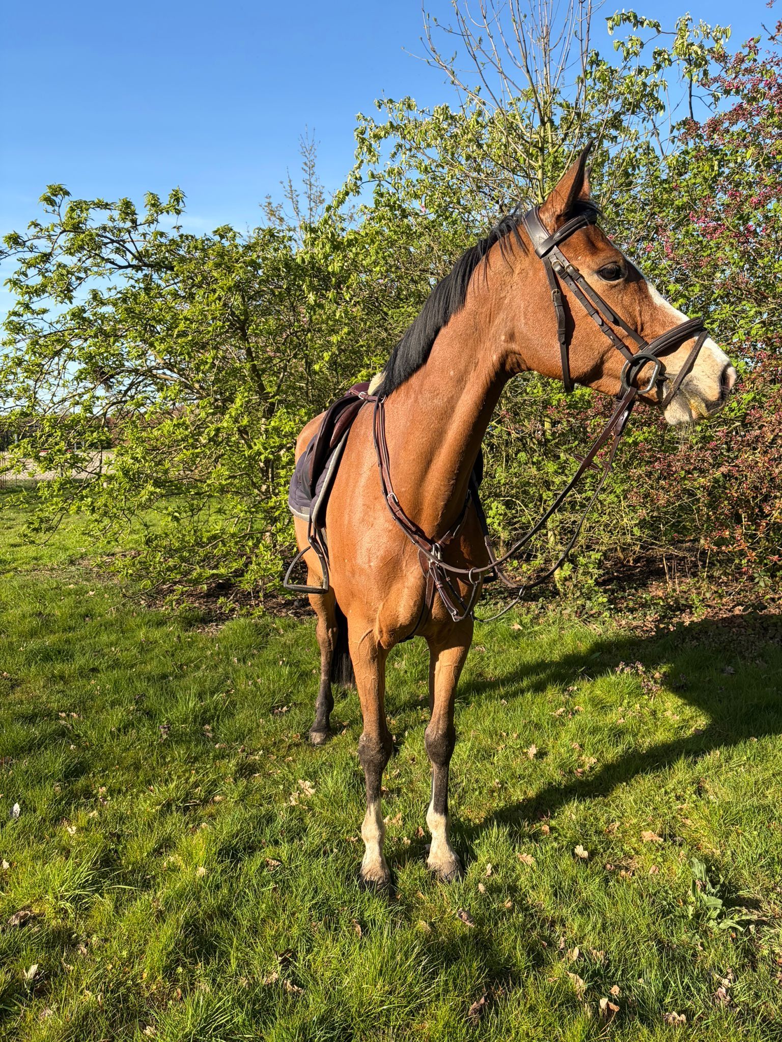 bwp springpaard merrie 9 ans donkerbruin à vendre - Photo 4