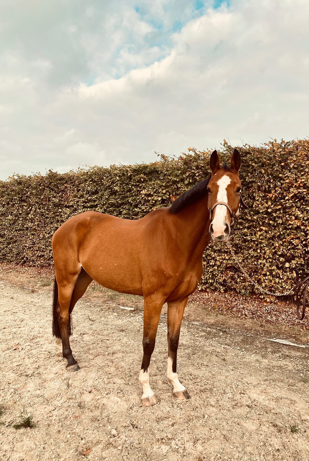 bwp springpaard merrie 9 ans donkerbruin à vendre - Photo 6