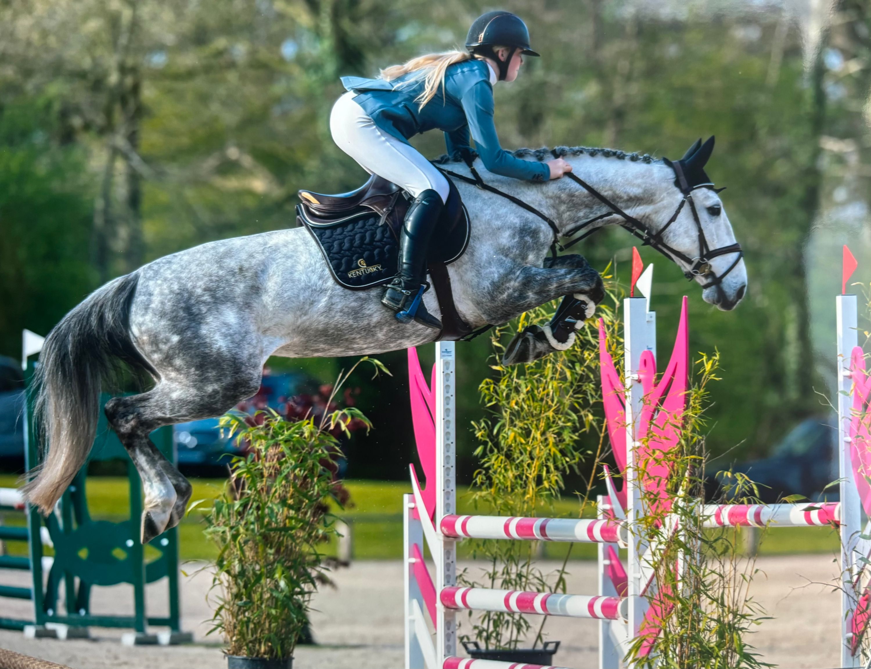 kwpn springpony merrie 6 jaar schimmel te koop - Hoofdfoto