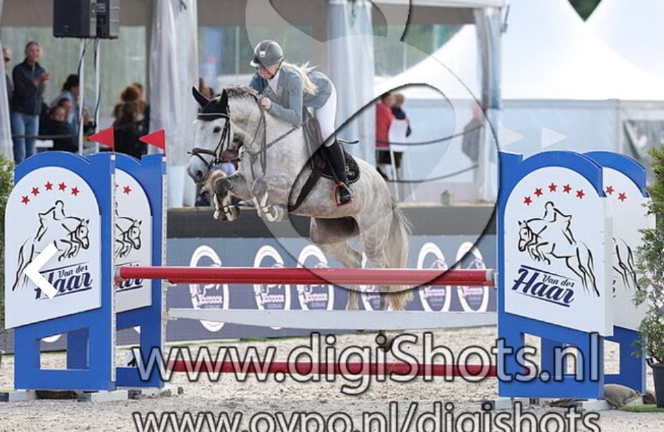 kwpn springpony merrie 6 jaar schimmel te koop - Foto 3