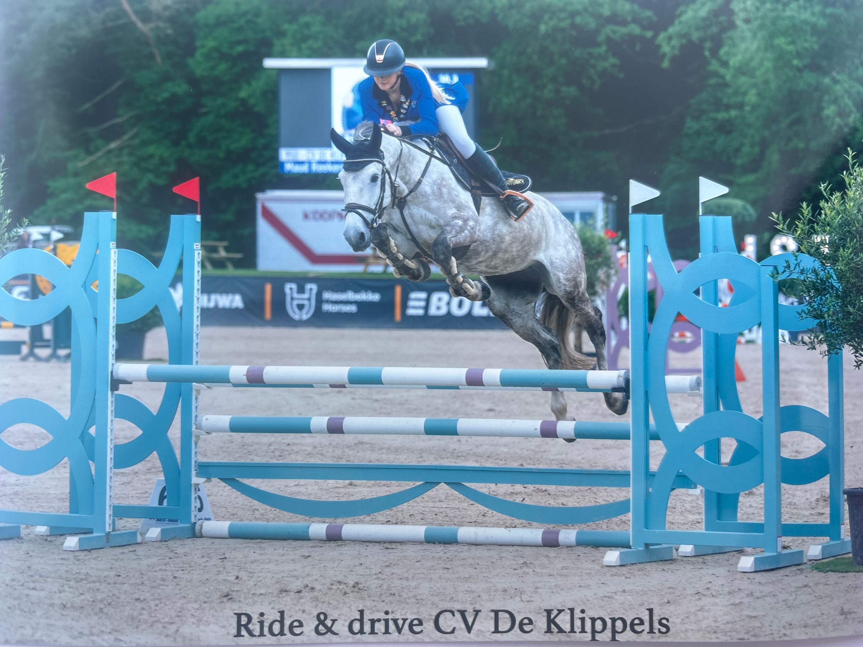 kwpn springpony merrie 6 jaar schimmel te koop - Foto 5
