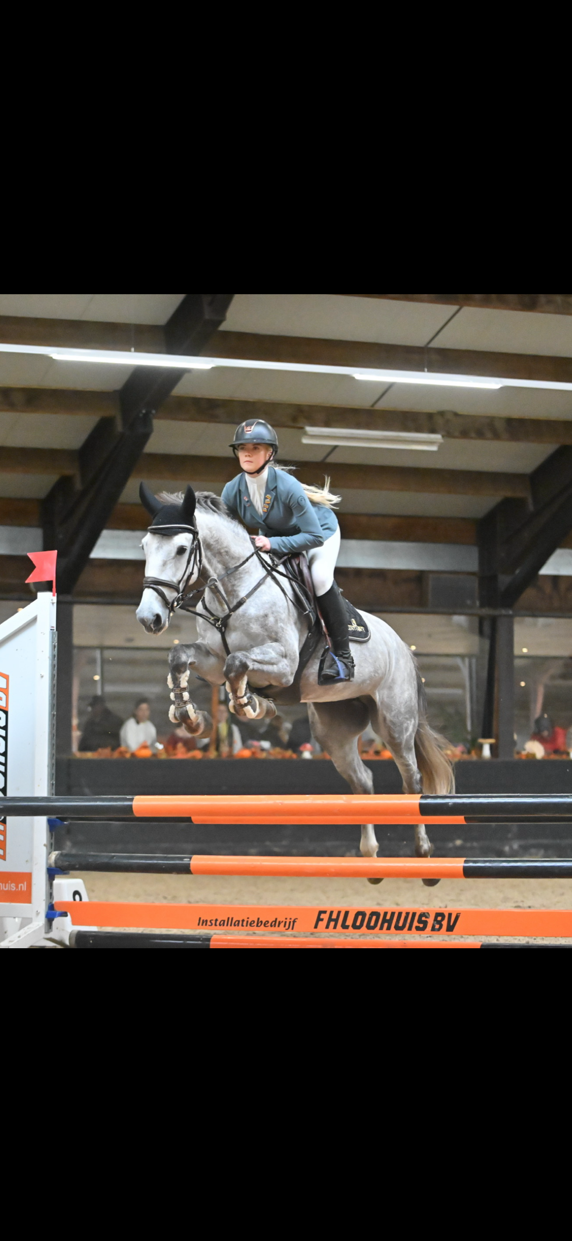 kwpn springpony merrie 6 jaar schimmel te koop - Foto 6